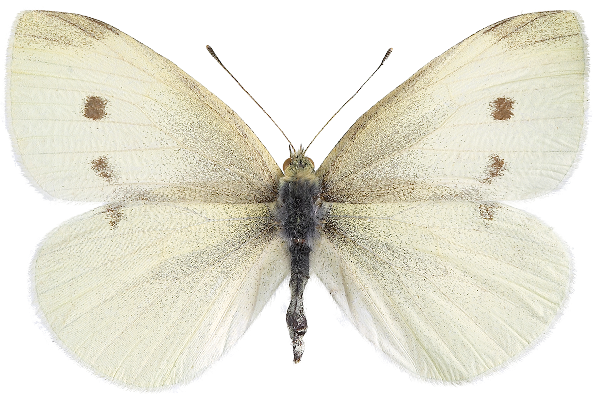 : Pieris rapae.