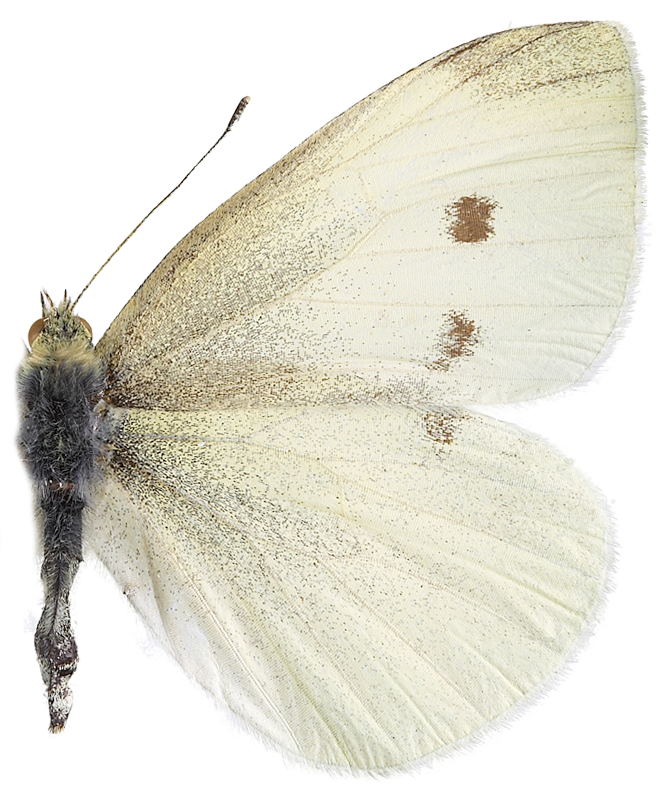 : Pieris rapae.