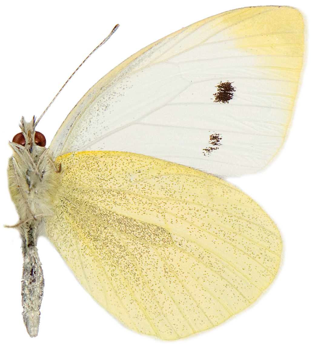 : Pieris rapae.