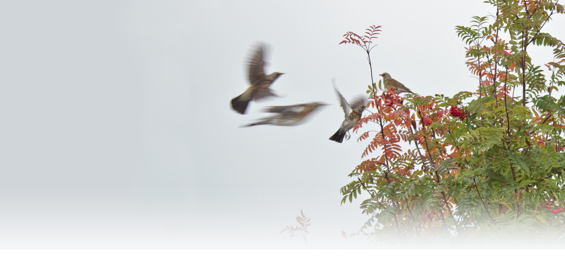 : Turdus pilaris. : Sorbus aucuparia.