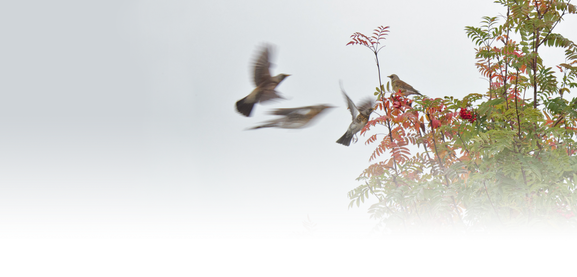 : Sorbus aucuparia. : Turdus pilaris.