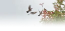 : Sorbus aucuparia. : Turdus pilaris.