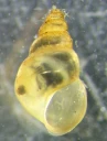 : Potamopyrgus antipodarum.