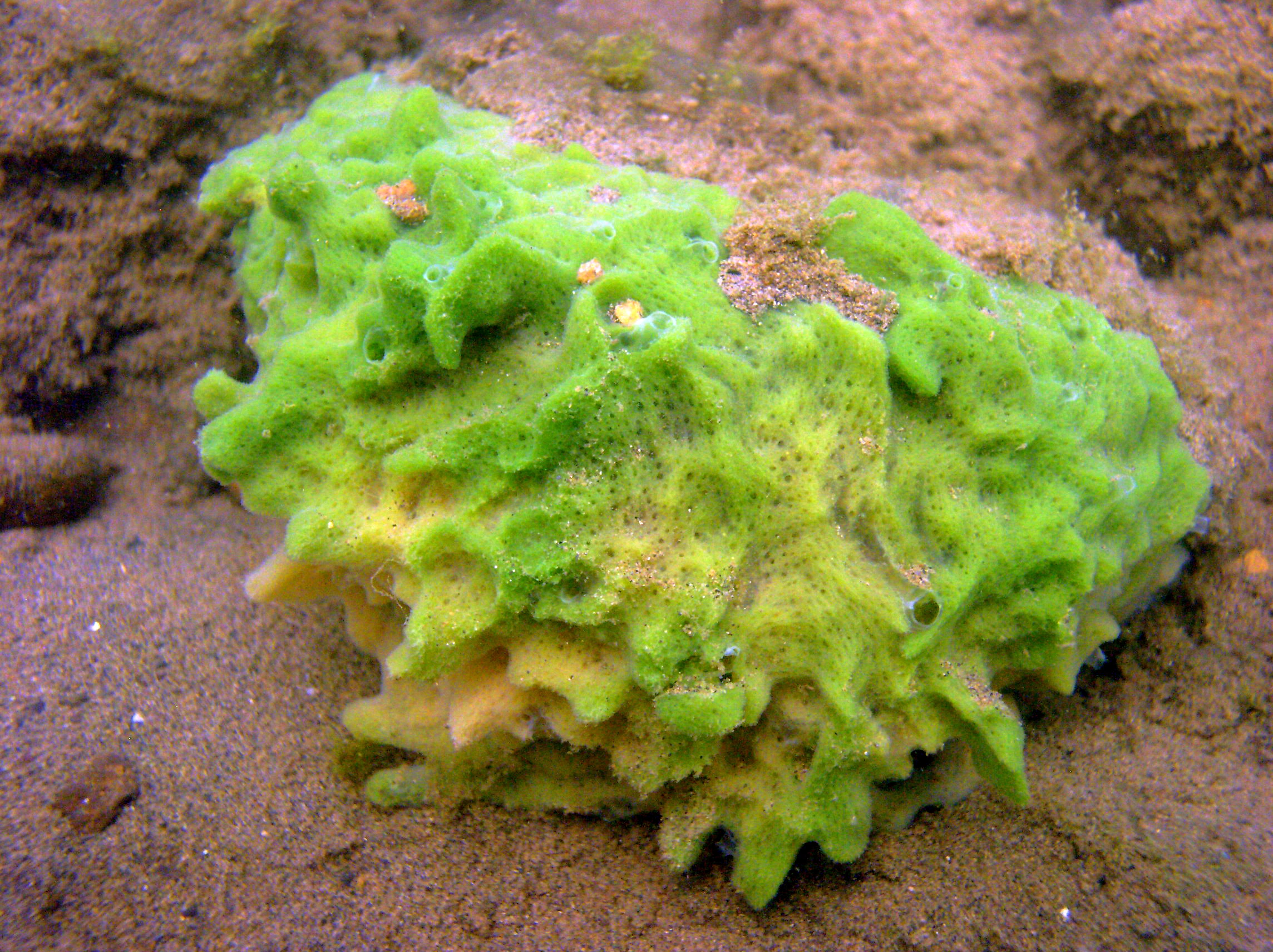 : Spongilla lacustris.