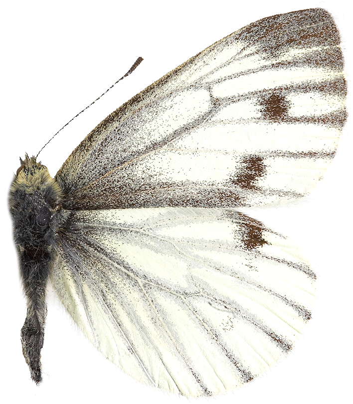 : Pieris napi.