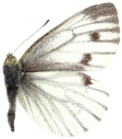 : Pieris napi.