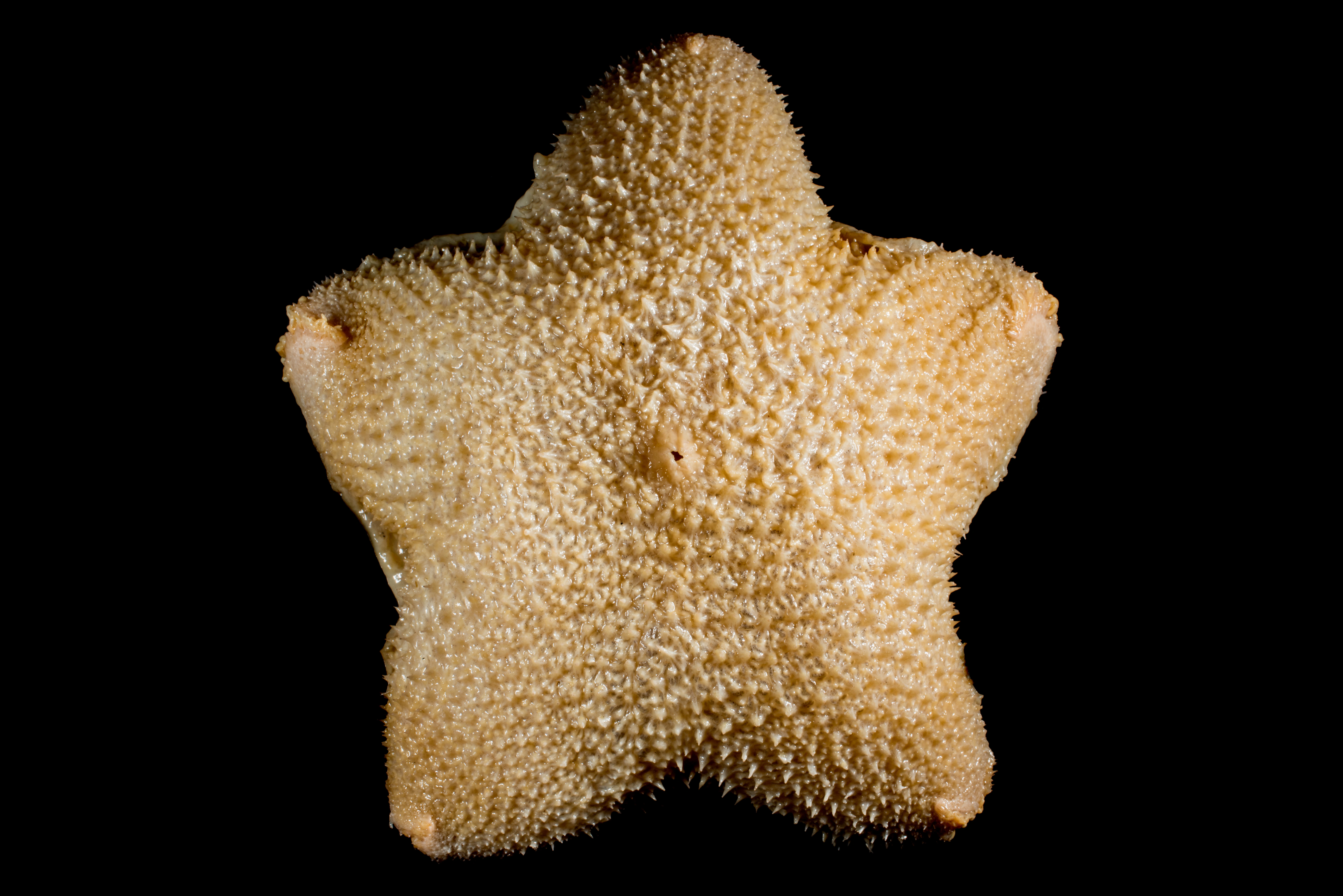 : Diplopteraster multipes.