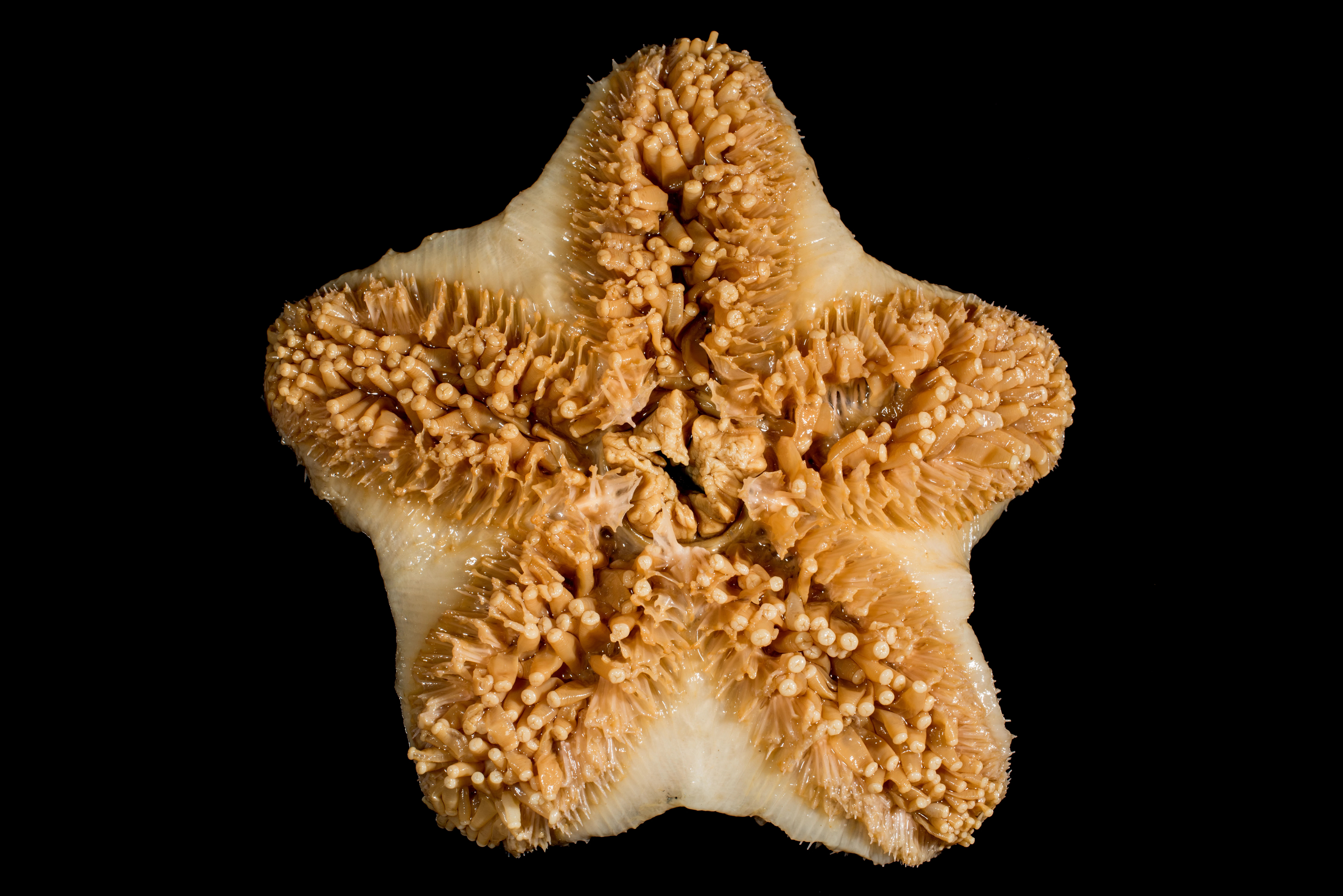 : Diplopteraster multipes.