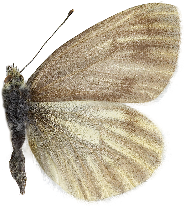 : Pieris napi.