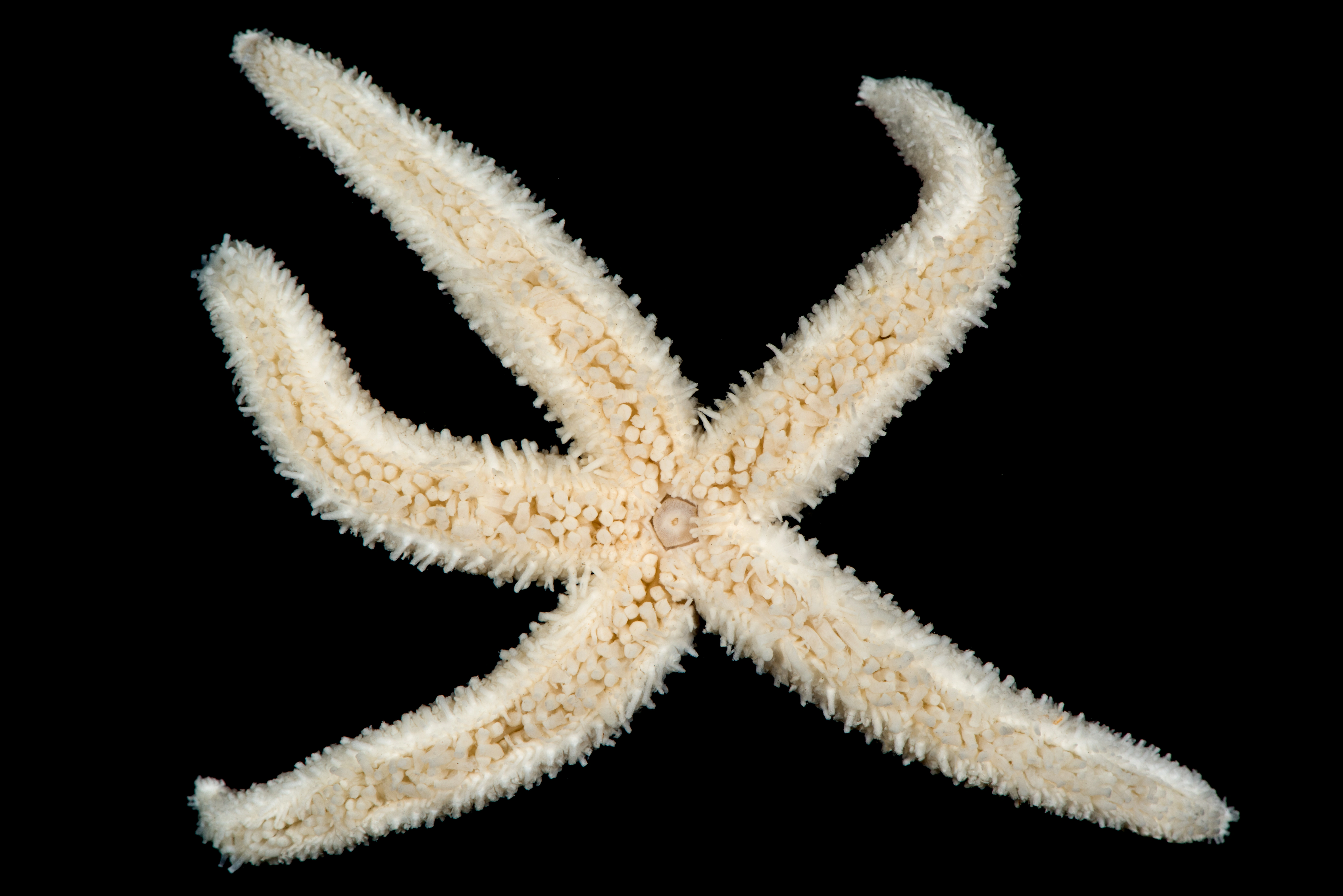 : Pedicellaster typicus.