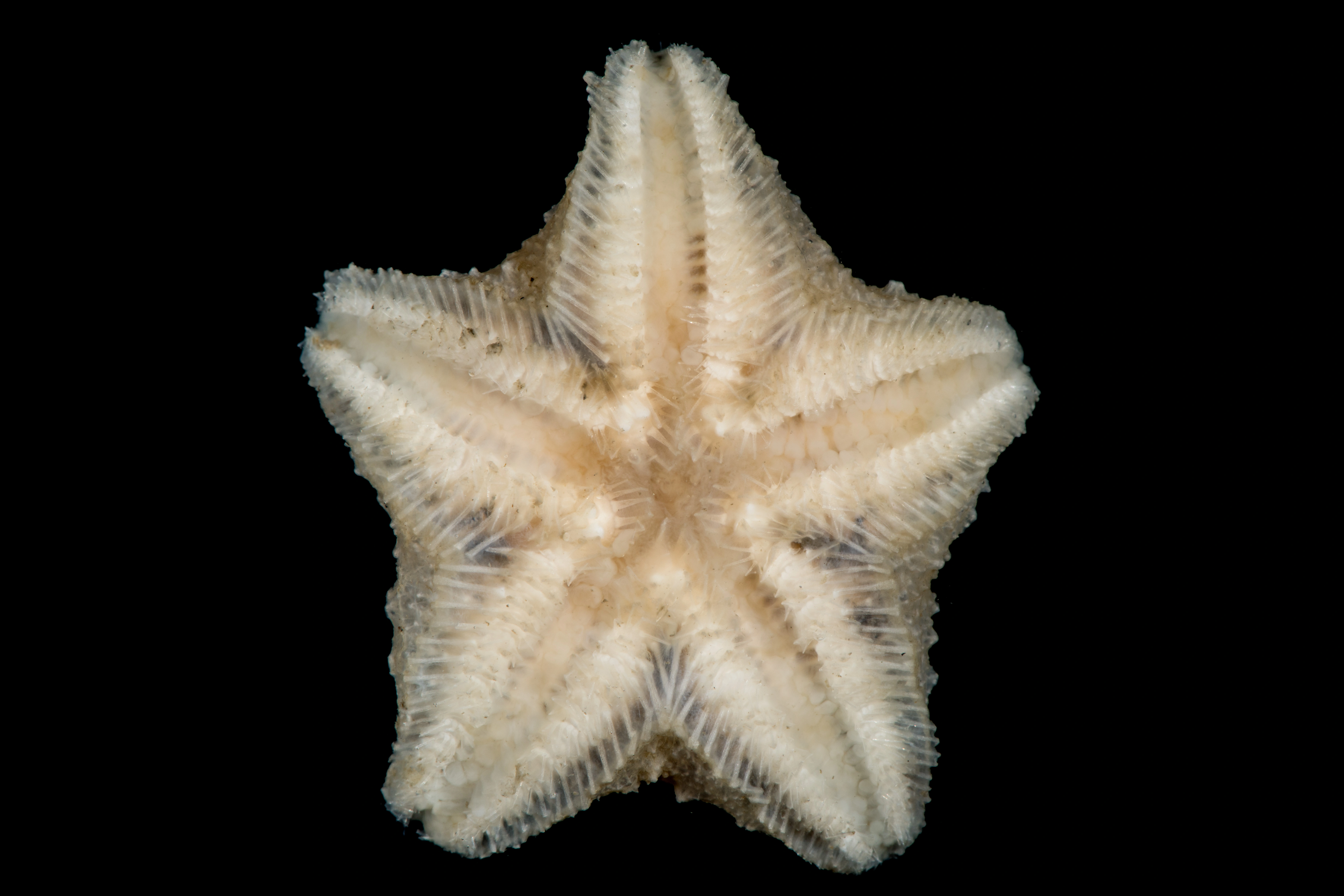 : Pteraster pulvillus.