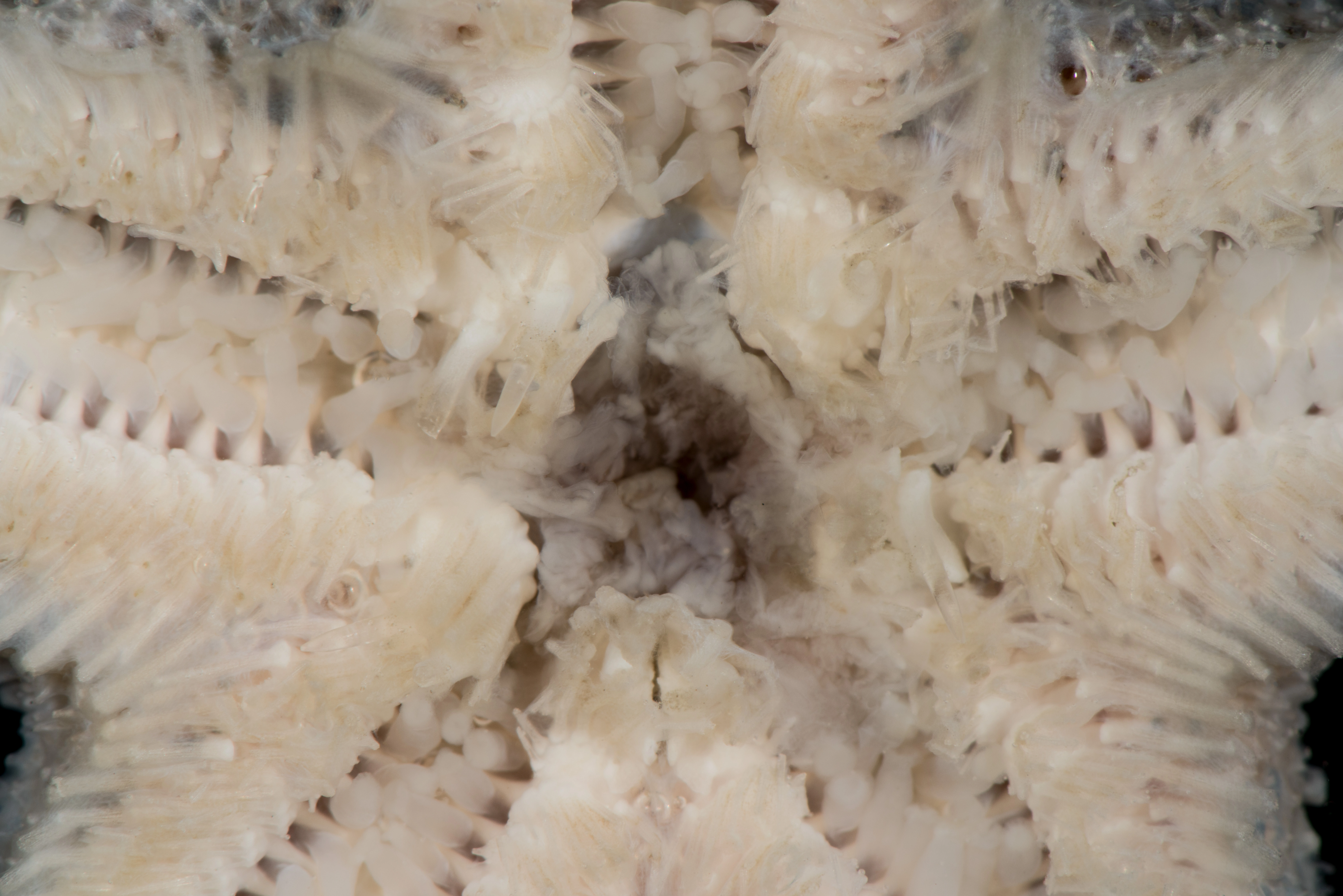 : Pteraster pulvillus.