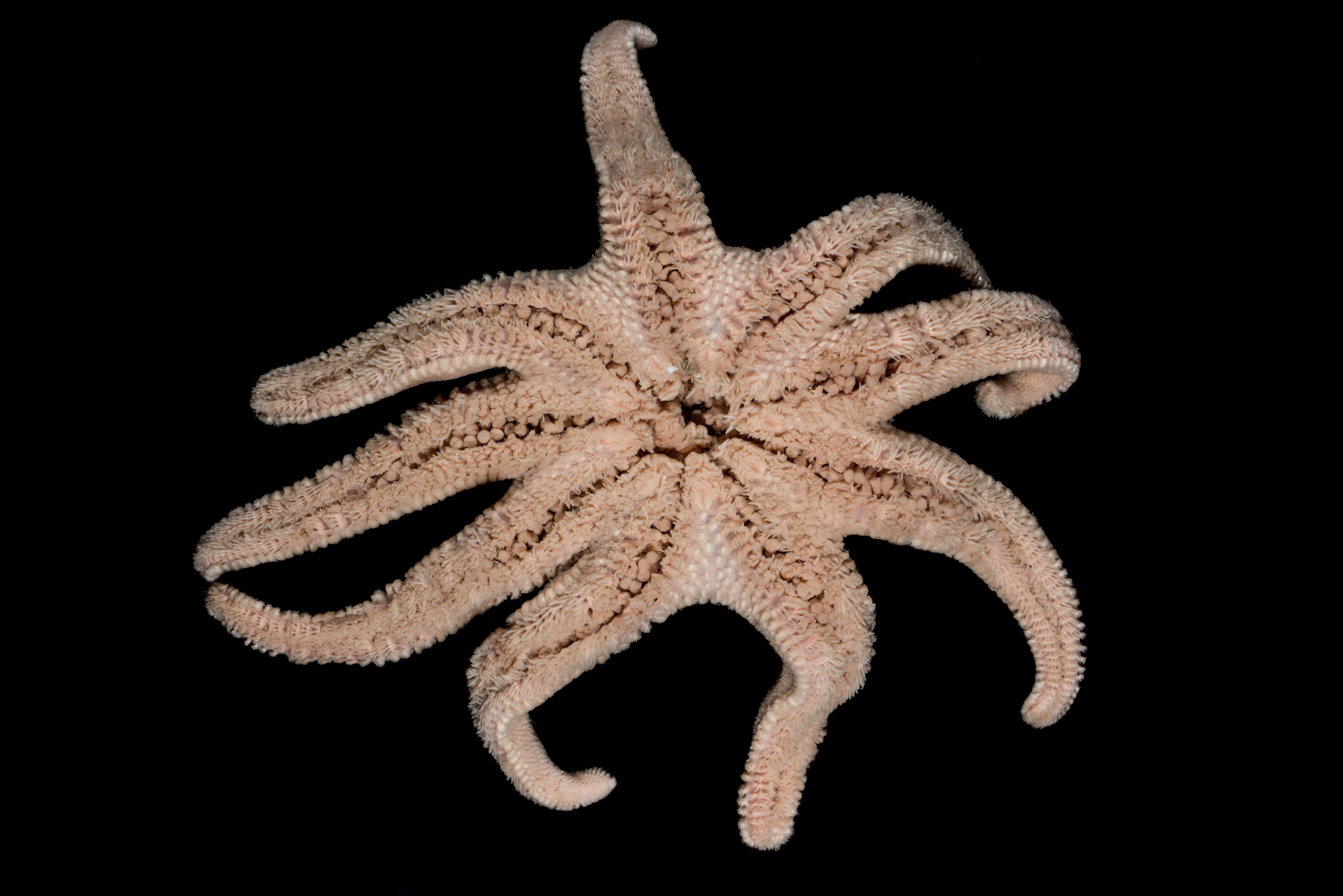 : Solaster syrtensis.