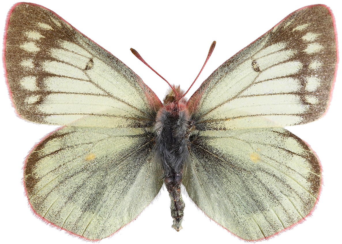 : Colias tyche.