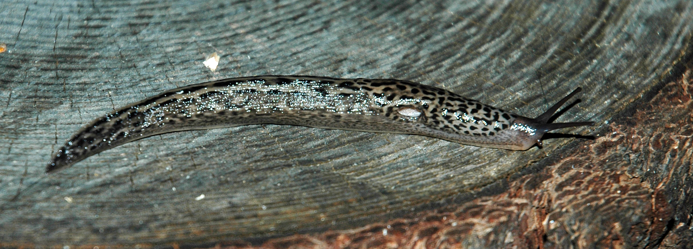 : Limax maximus.