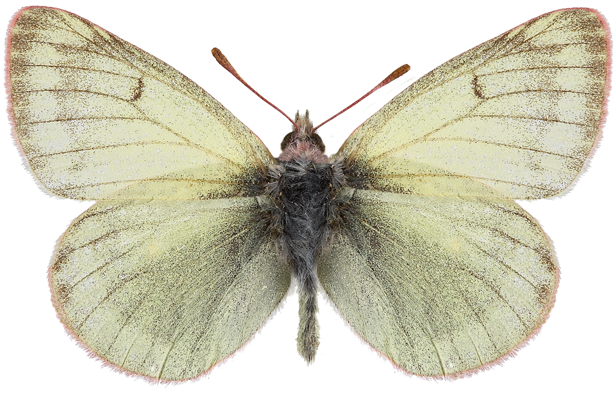 : Colias tyche.