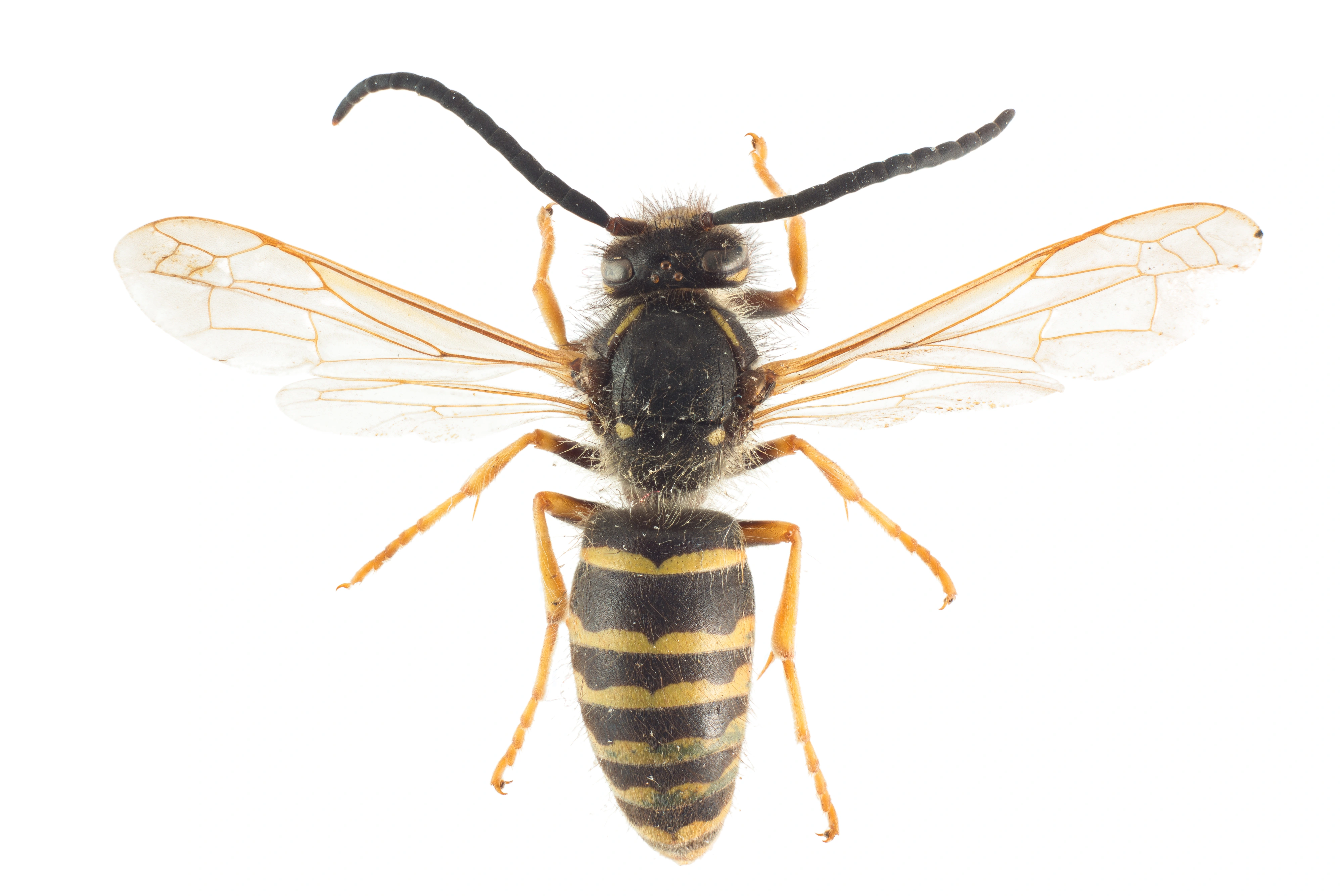 : Dolichovespula adulterina.