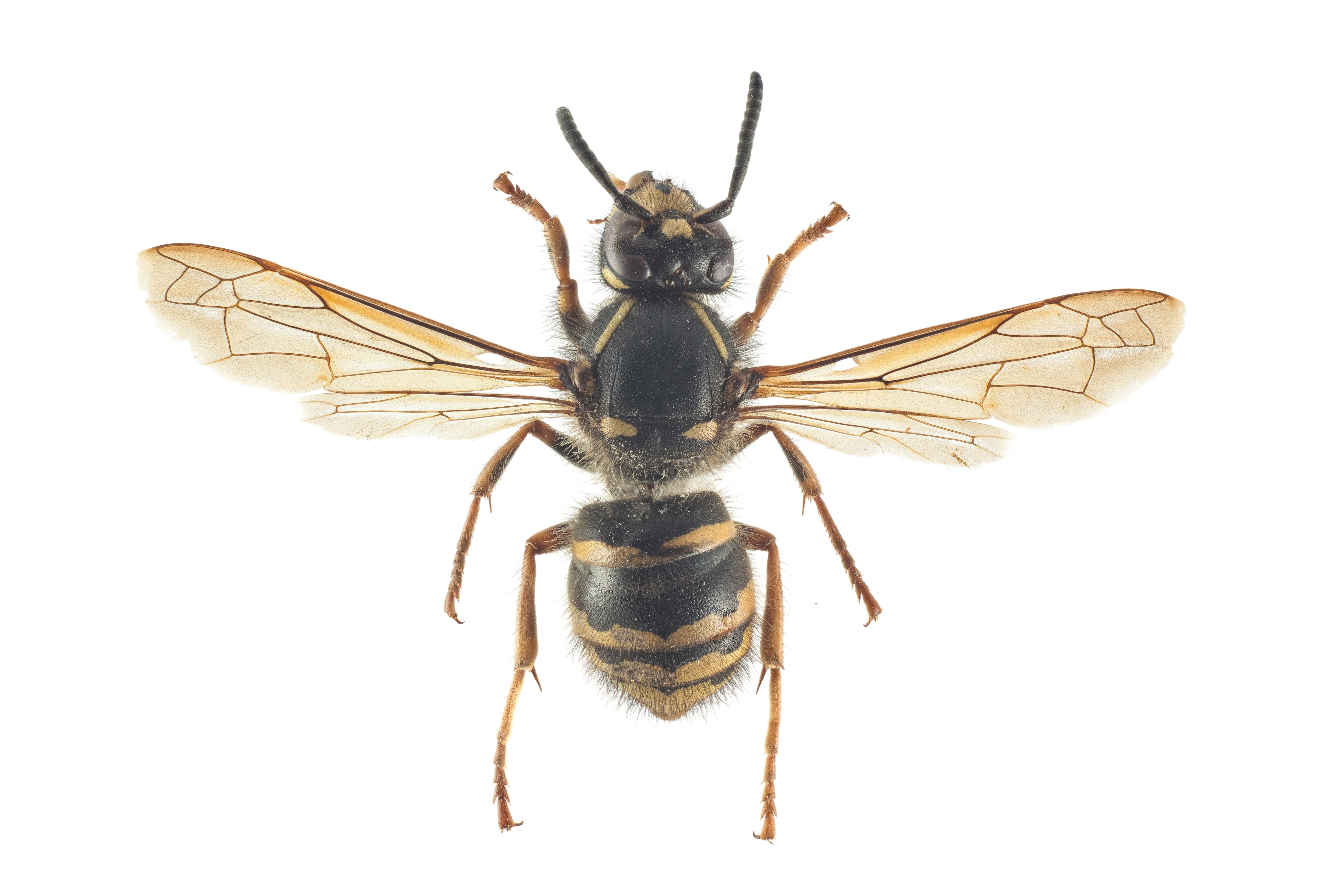 : Dolichovespula adulterina.