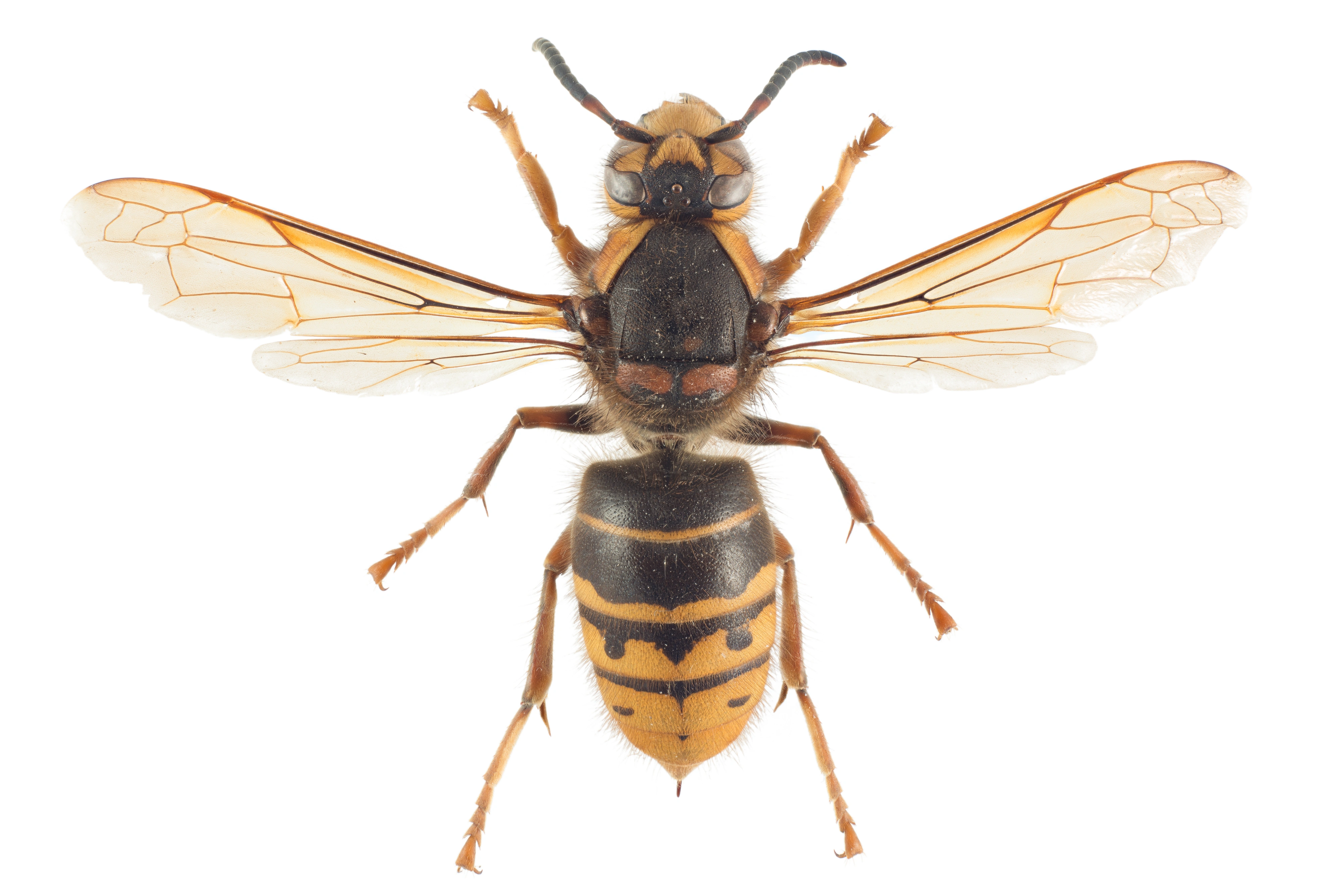 : Dolichovespula media.