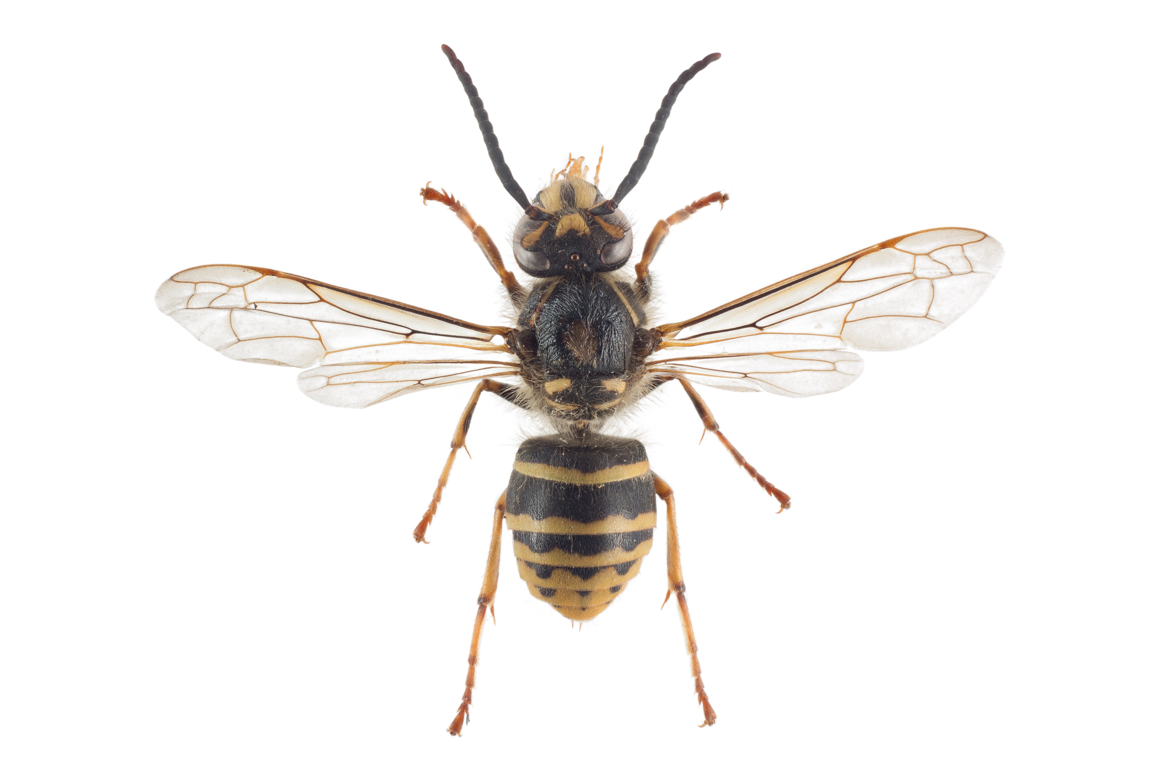 : Dolichovespula media.