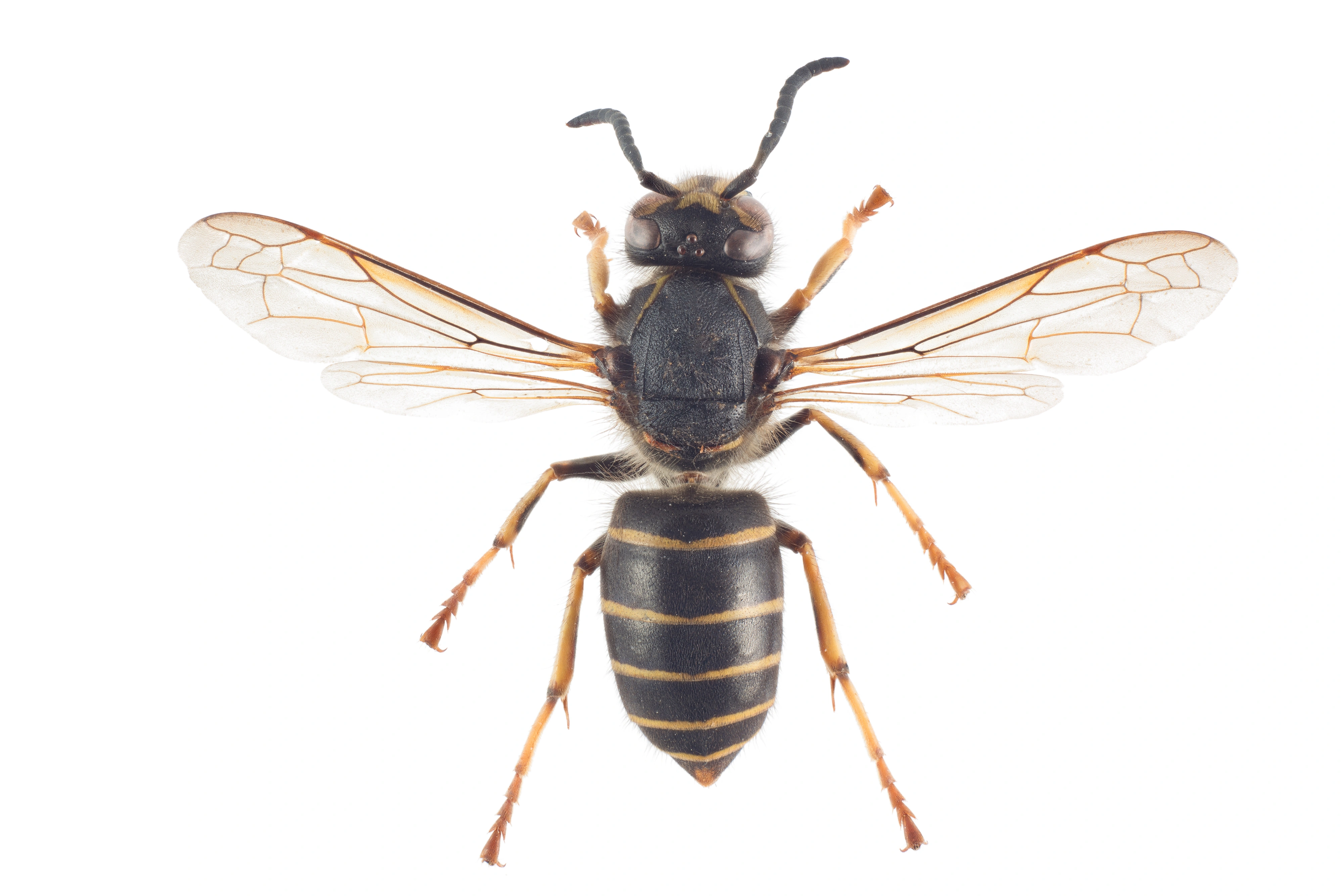 : Dolichovespula media.