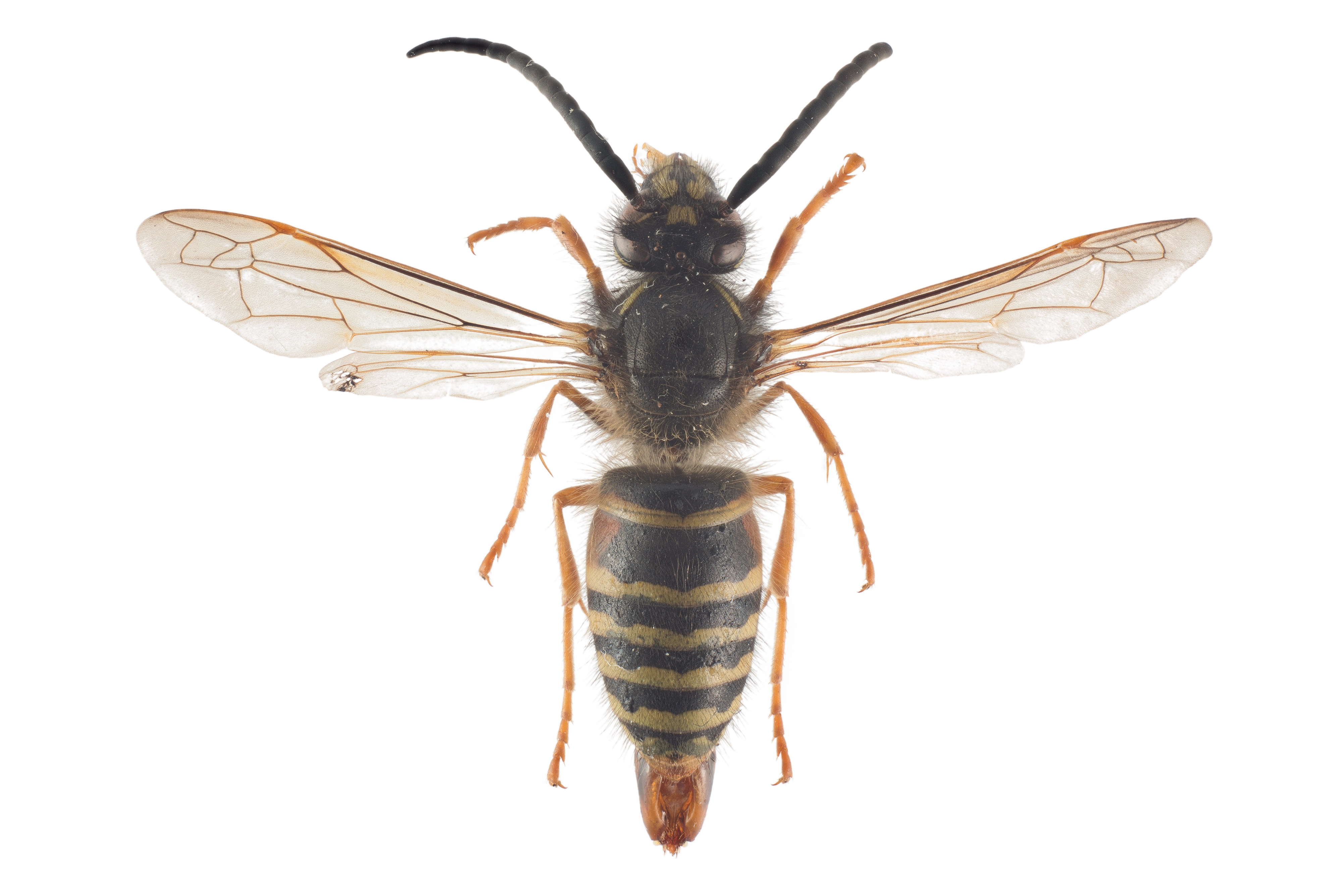 : Dolichovespula norwegica.