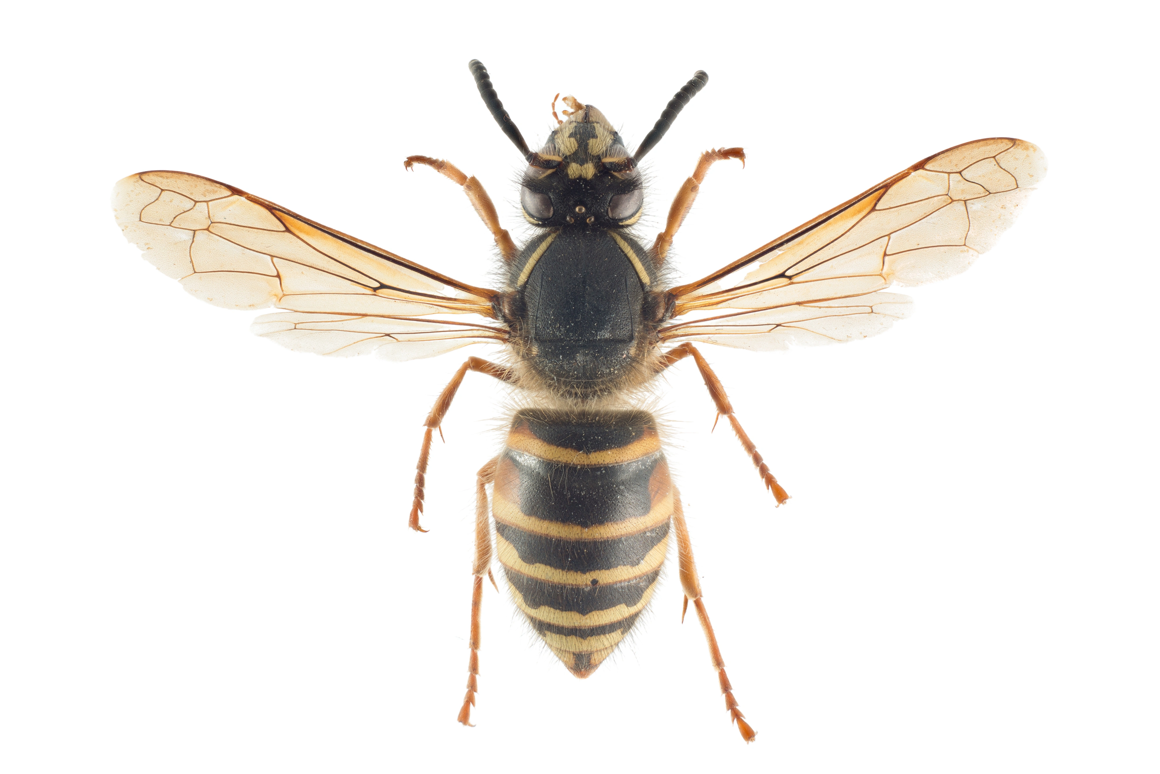 : Dolichovespula norwegica.