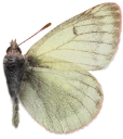 : Colias tyche.