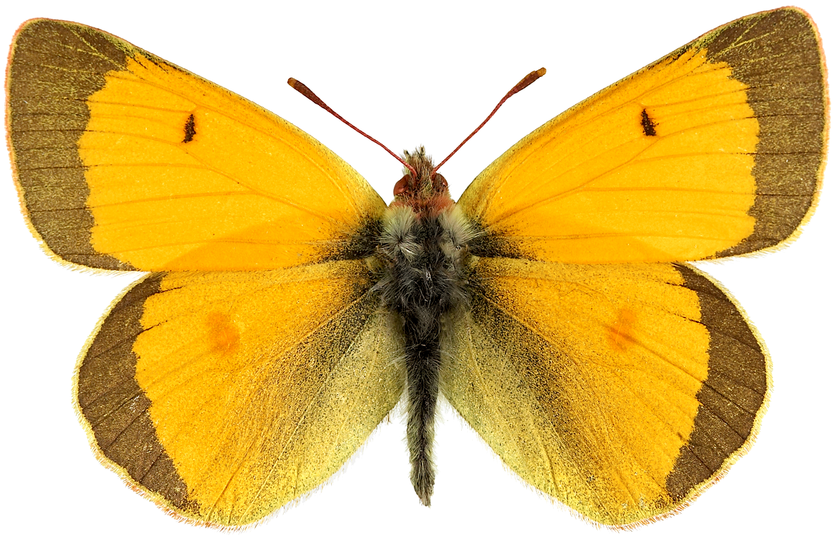 : Colias hecla.