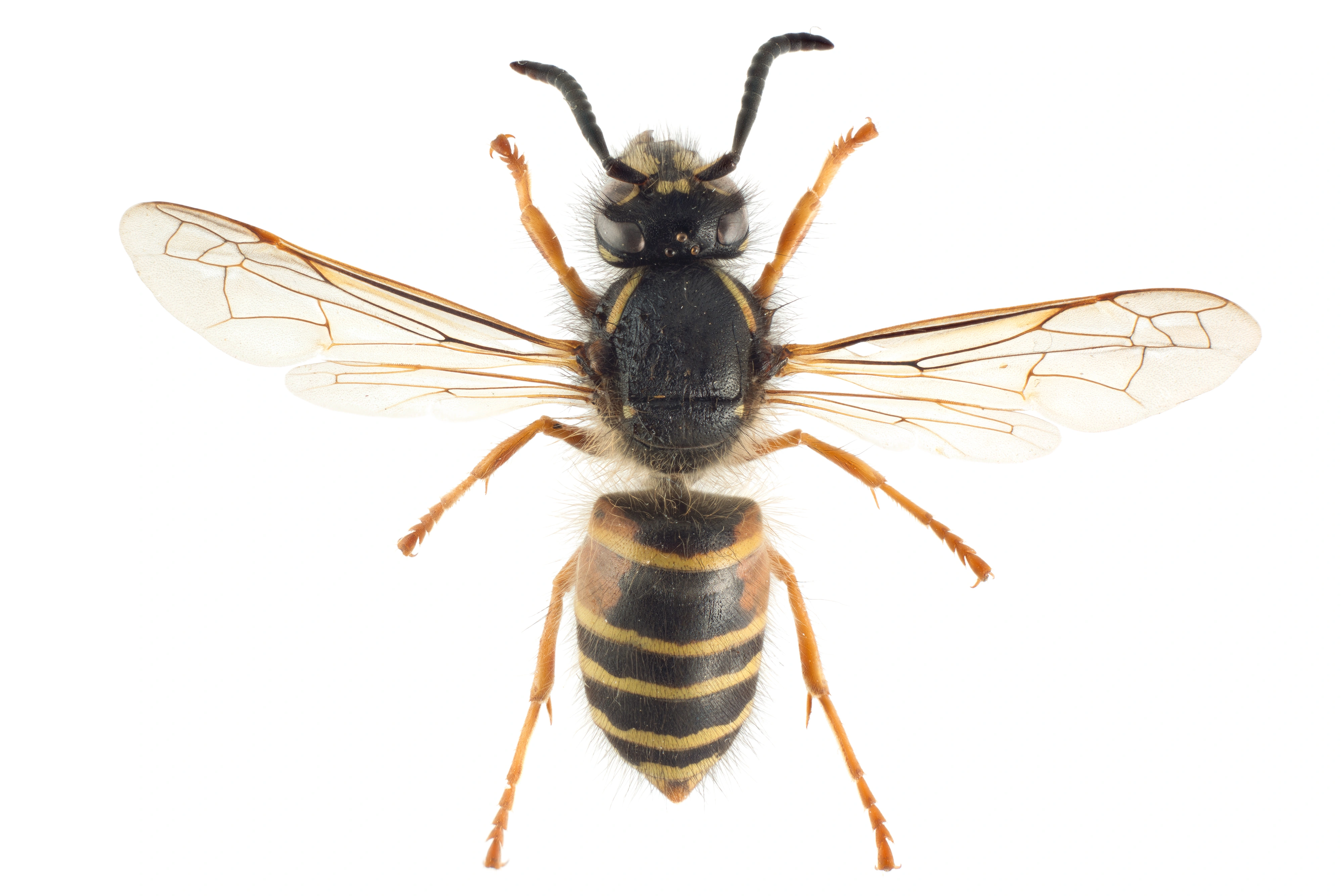 : Dolichovespula norwegica.