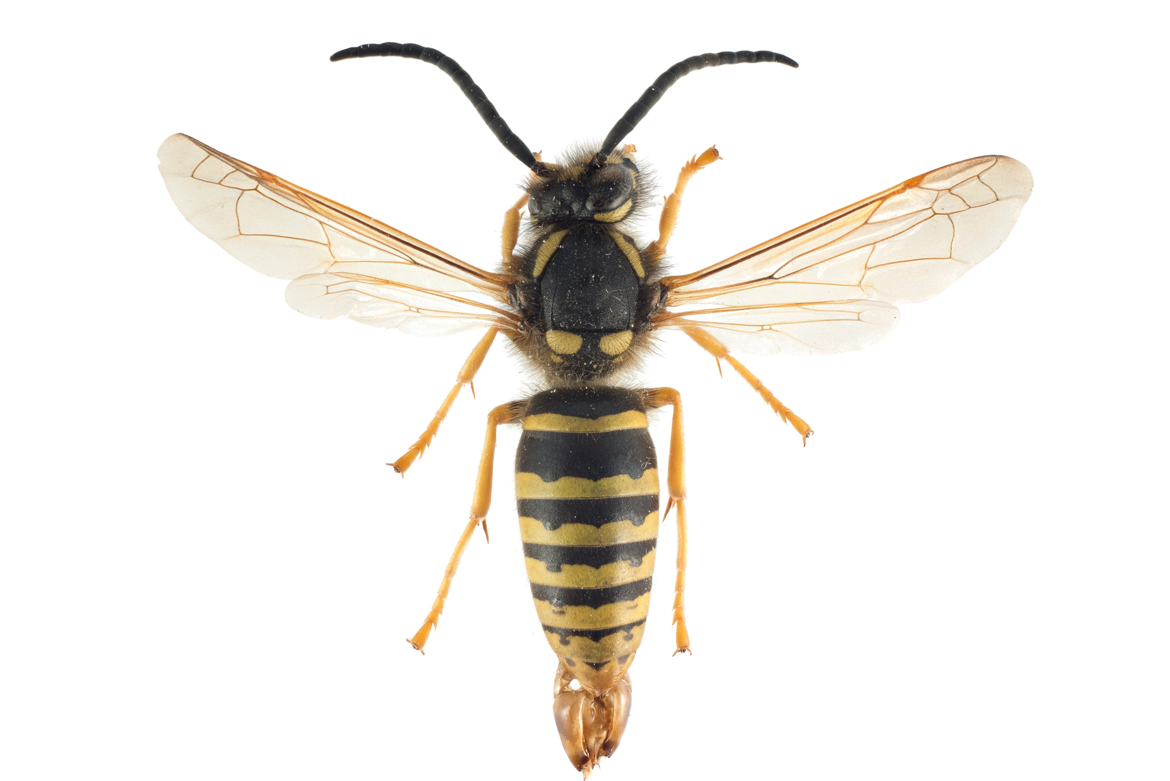 : Dolichovespula omissa.