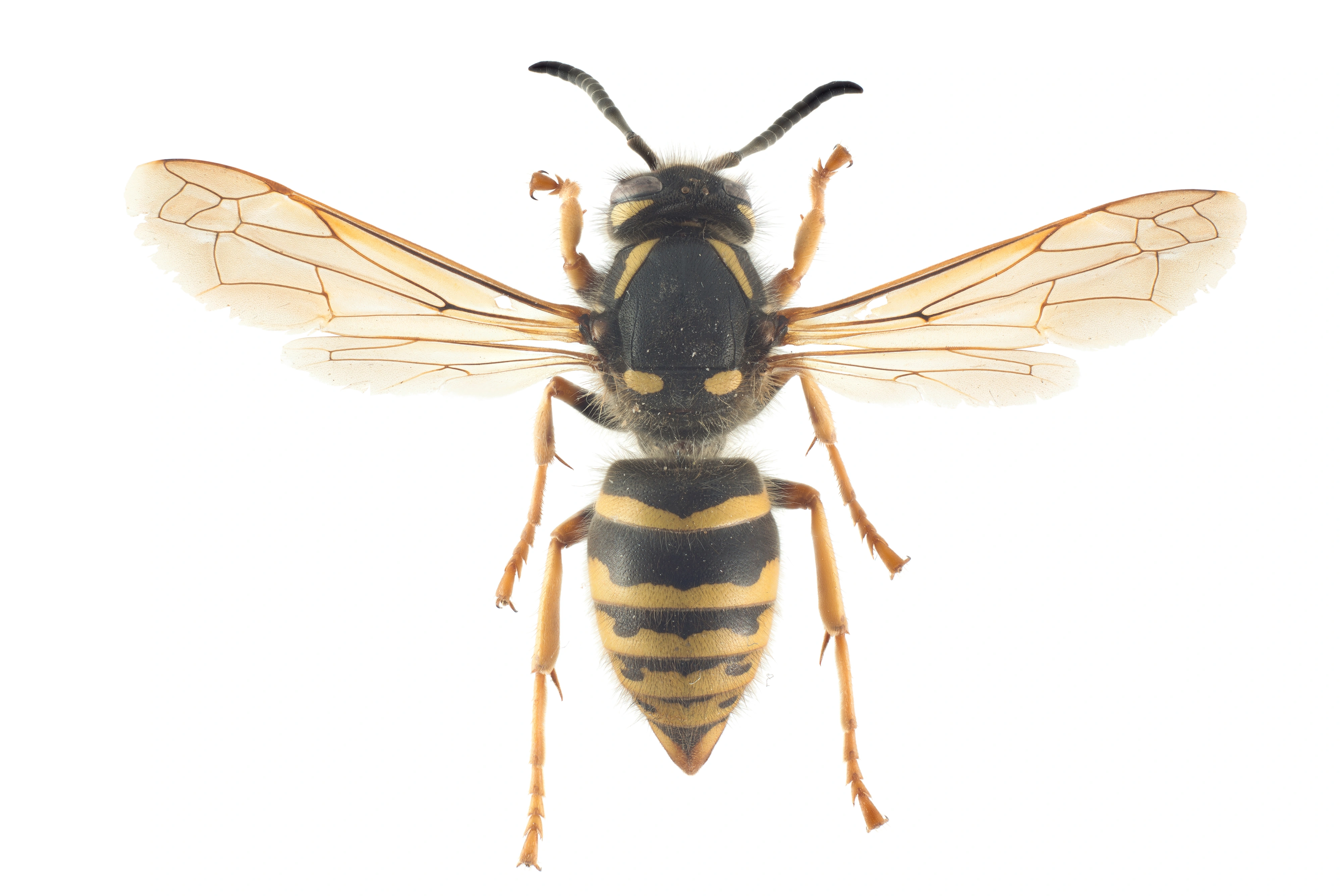 : Dolichovespula omissa.