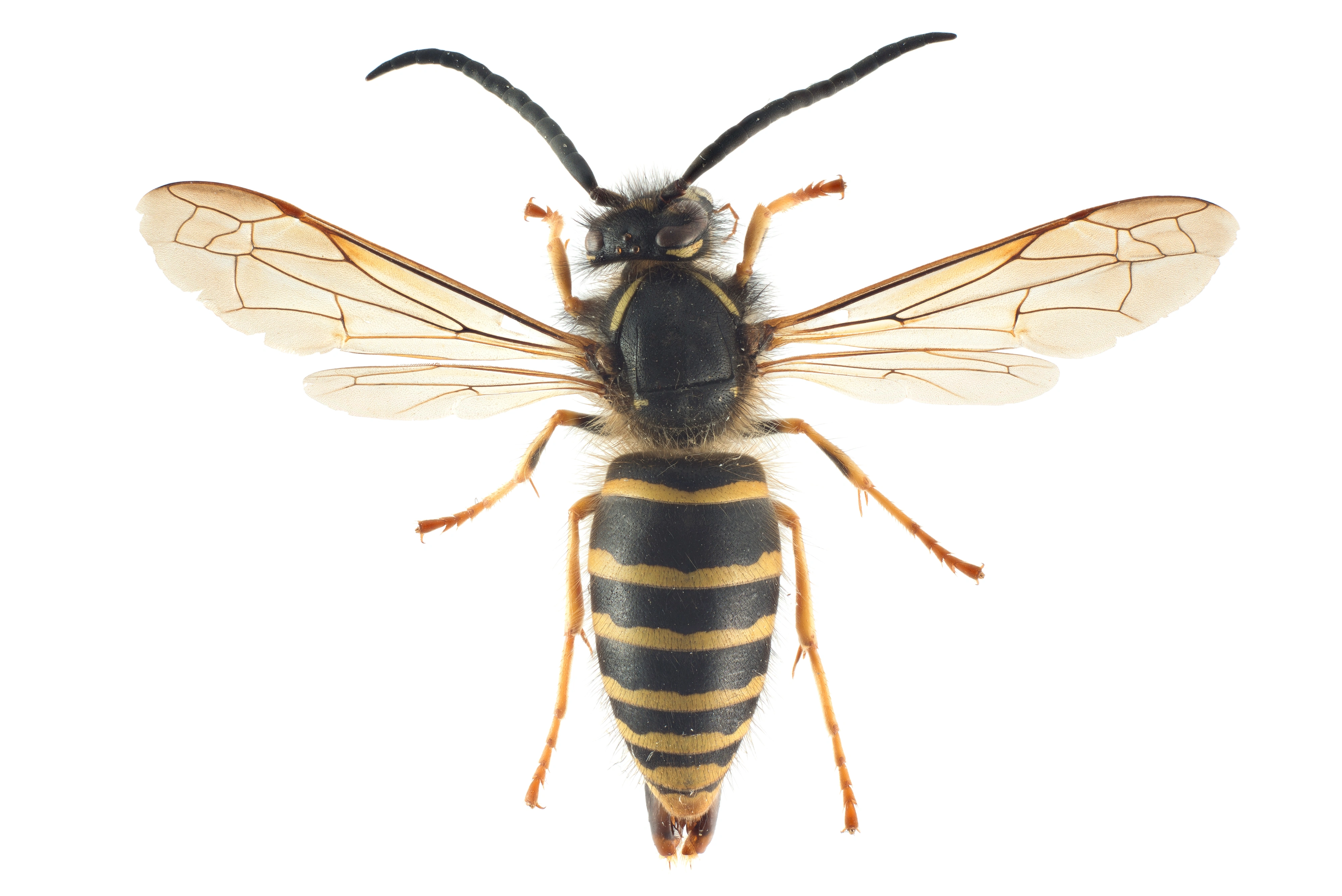 : Dolichovespula pacifica.