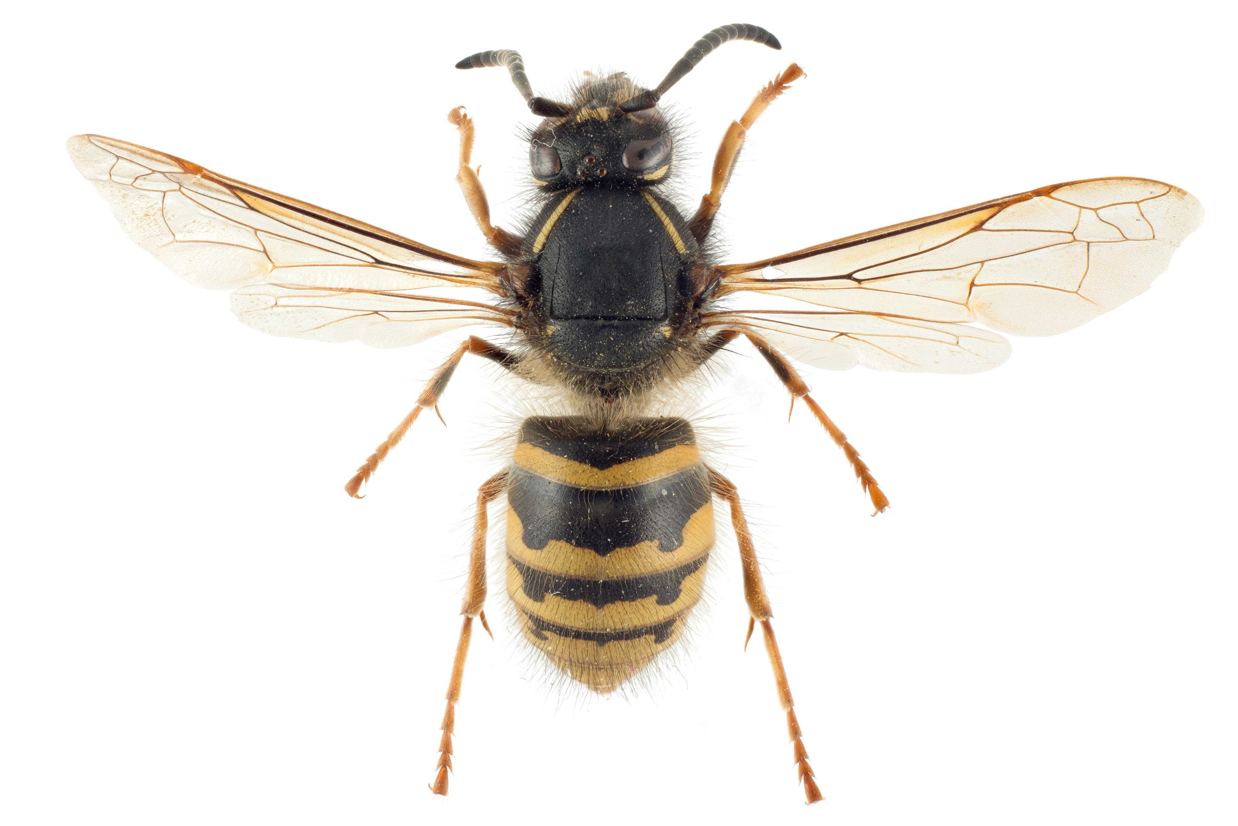 : Dolichovespula pacifica.