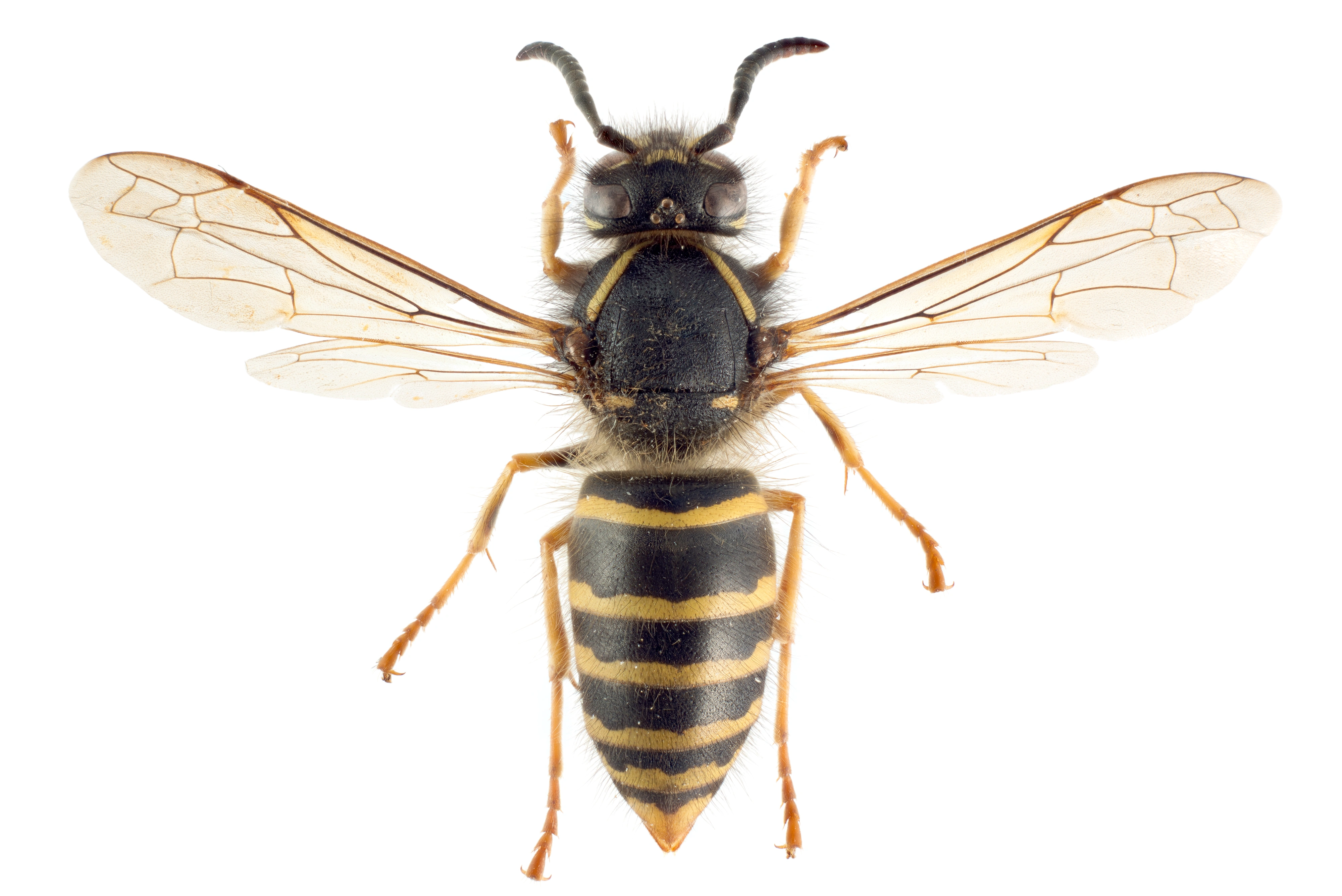 : Dolichovespula pacifica.