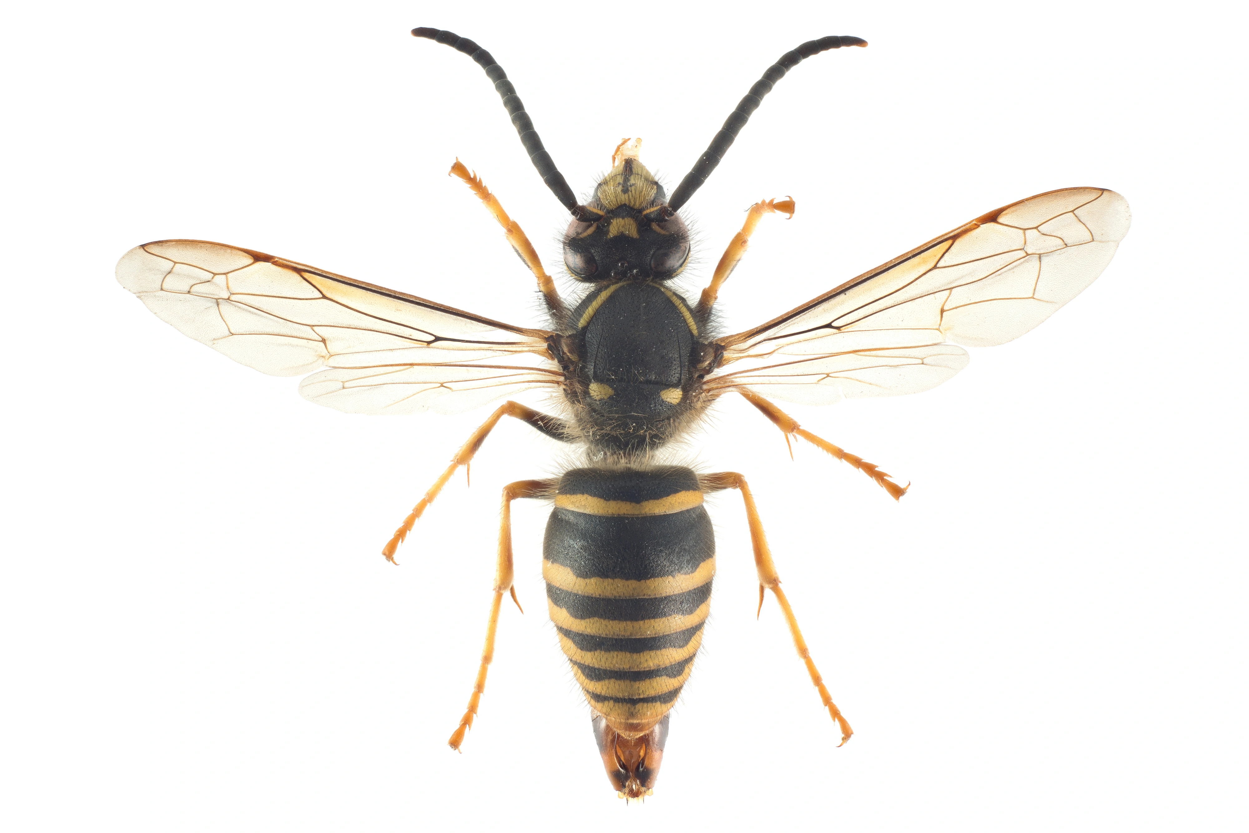 : Dolichovespula saxonica.