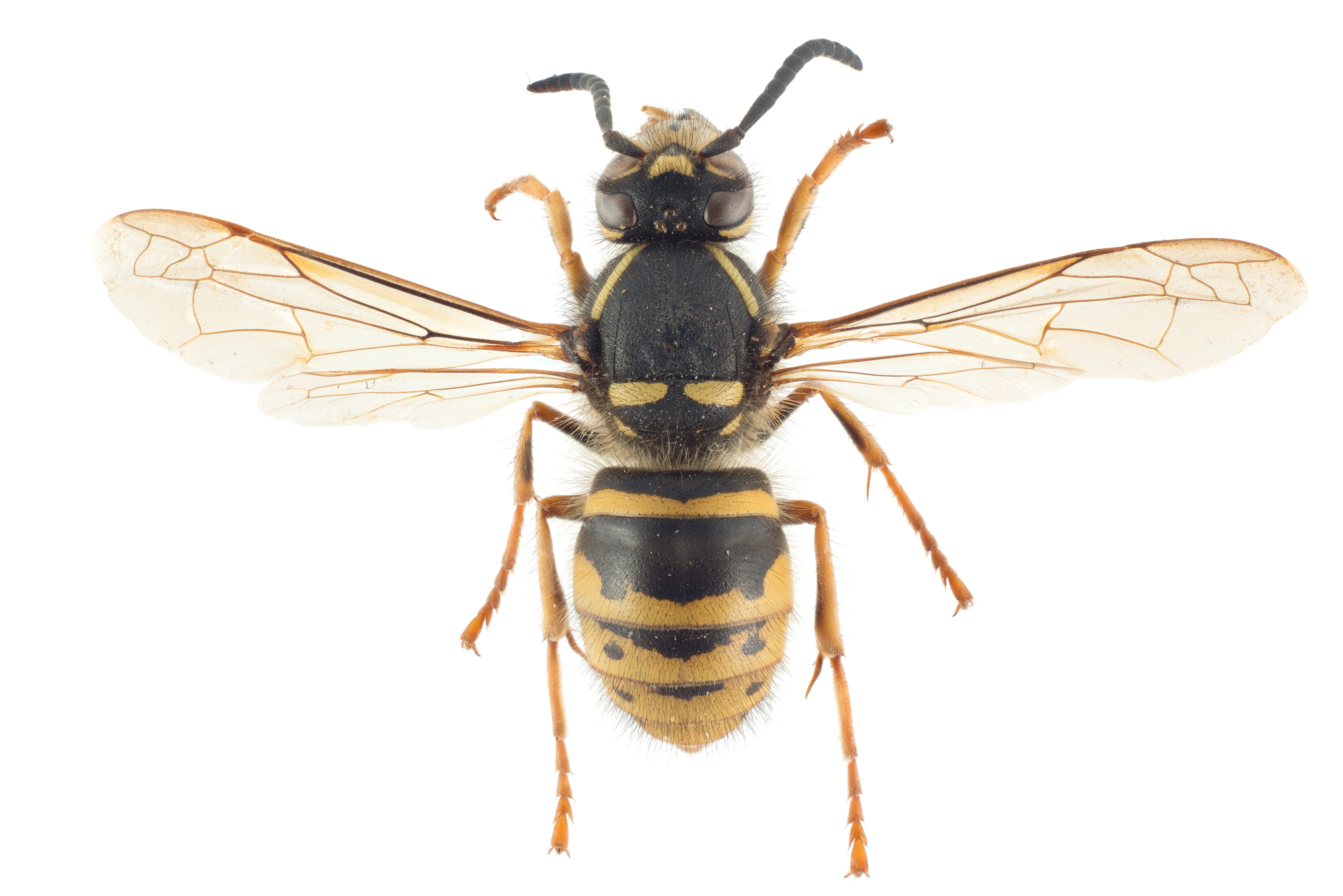 : Dolichovespula saxonica.