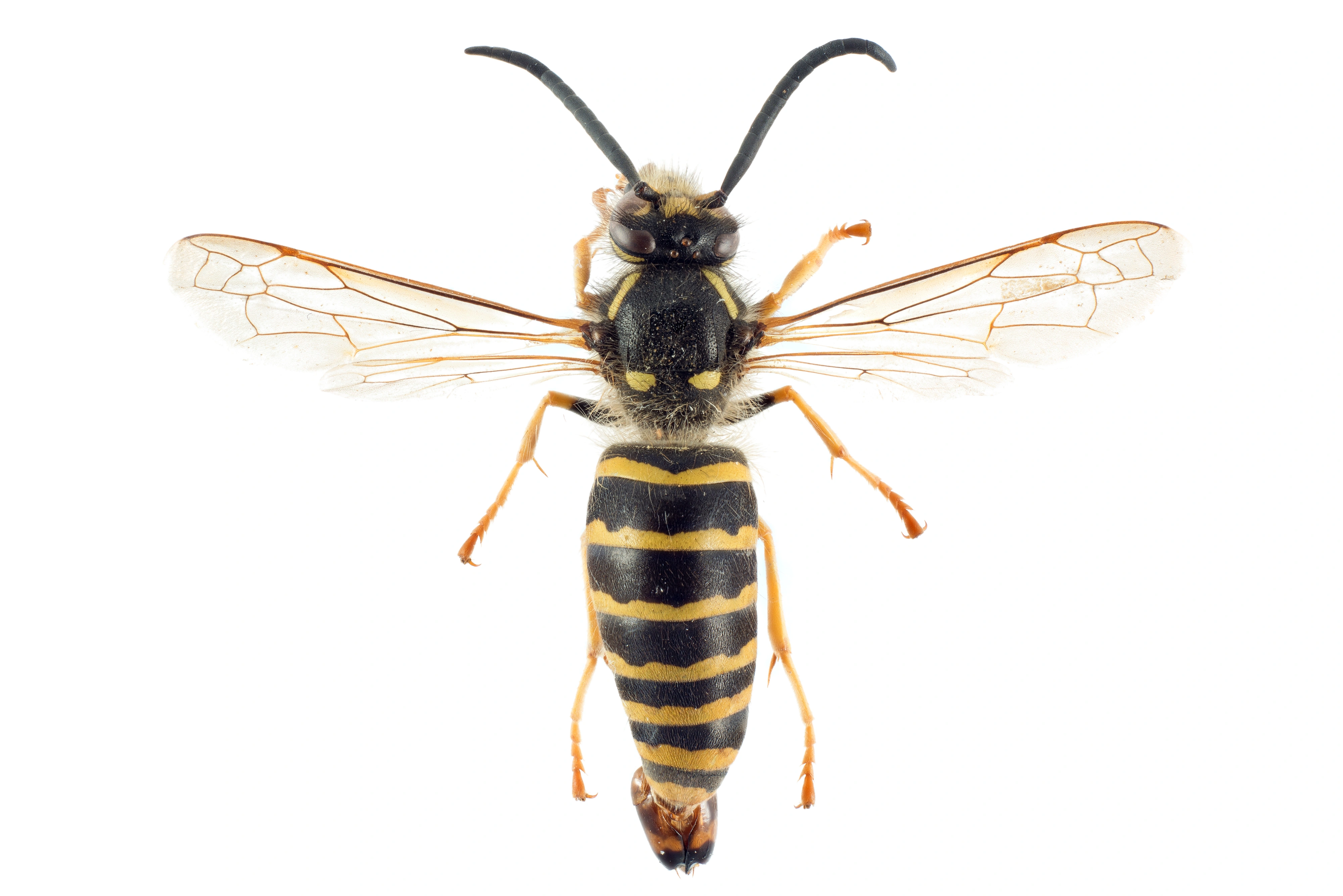 : Dolichovespula sylvestris.