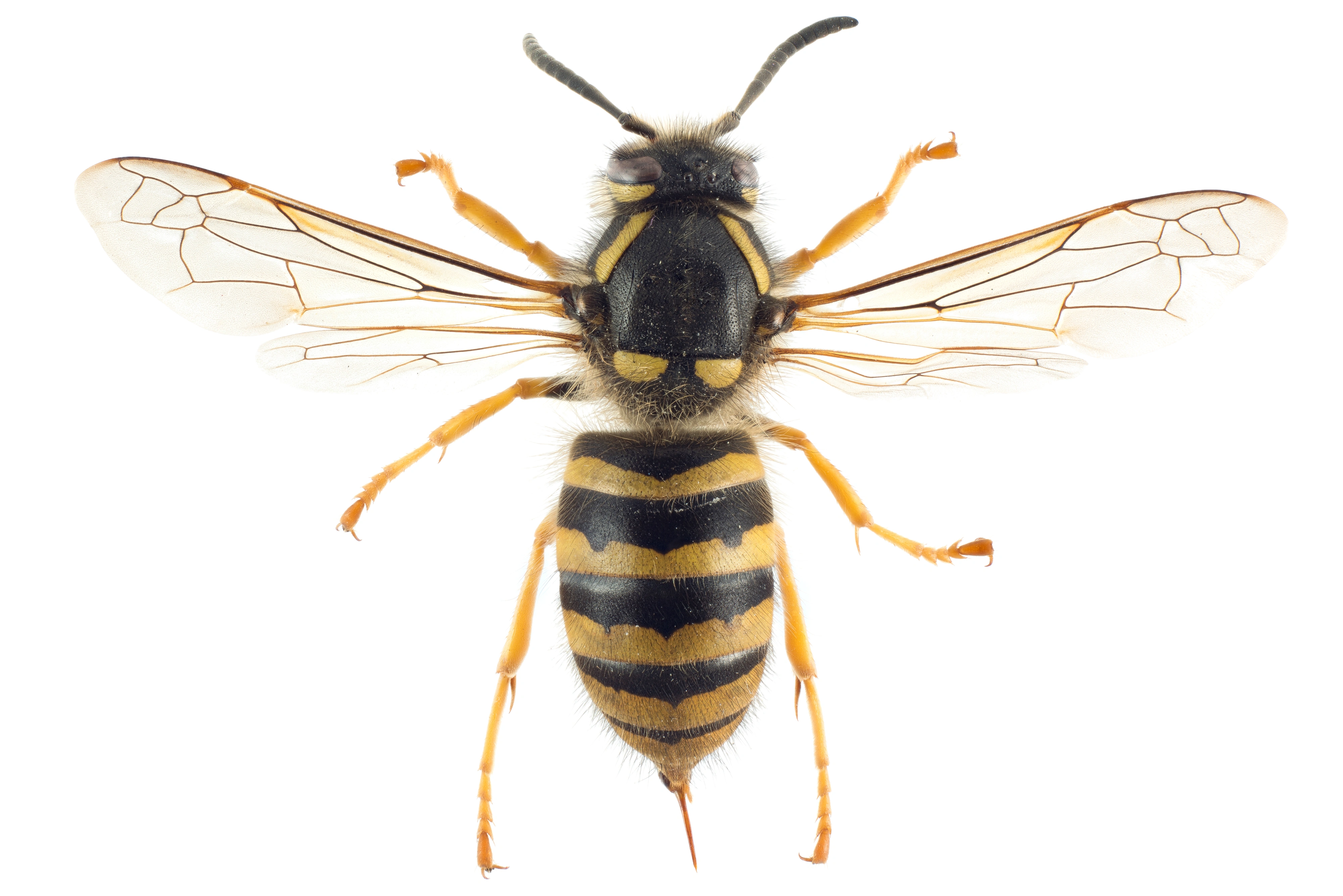 : Dolichovespula sylvestris.