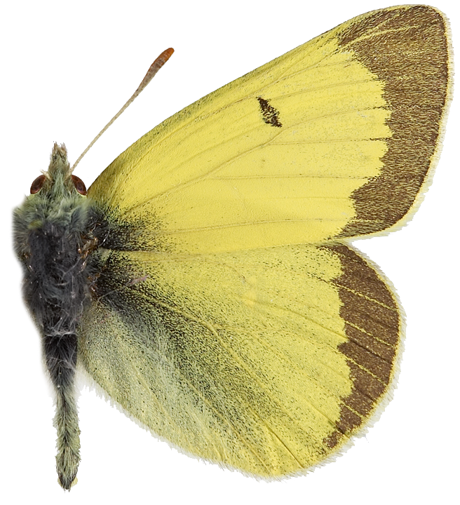 : Colias hecla.