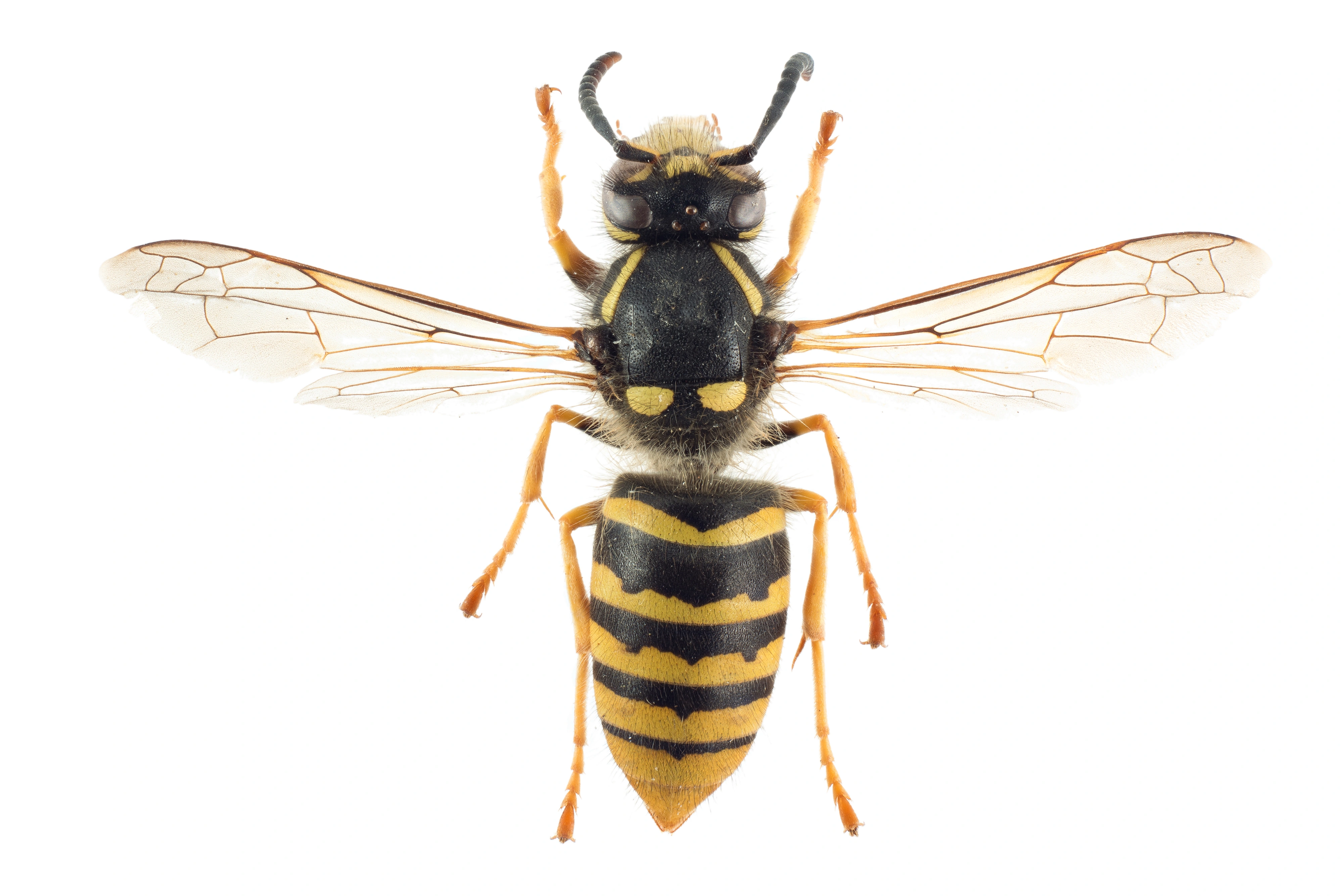 : Dolichovespula sylvestris.