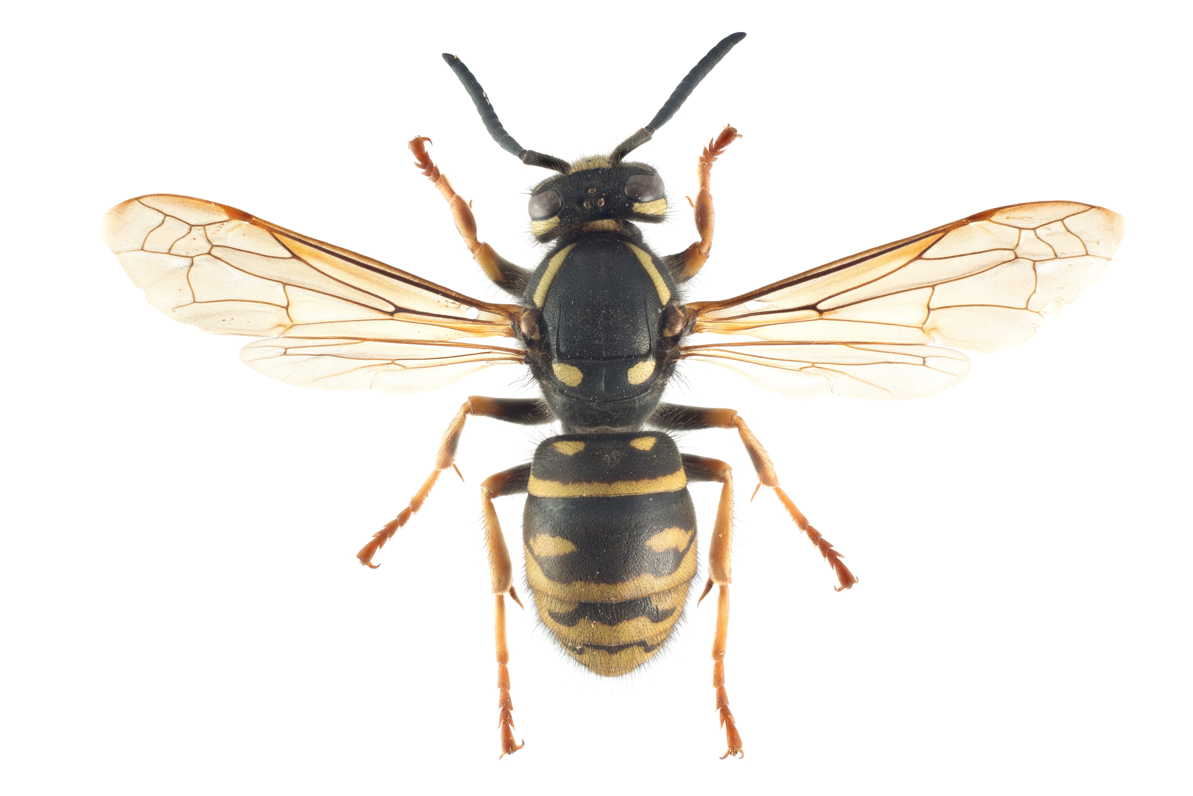 : Vespula austriaca.