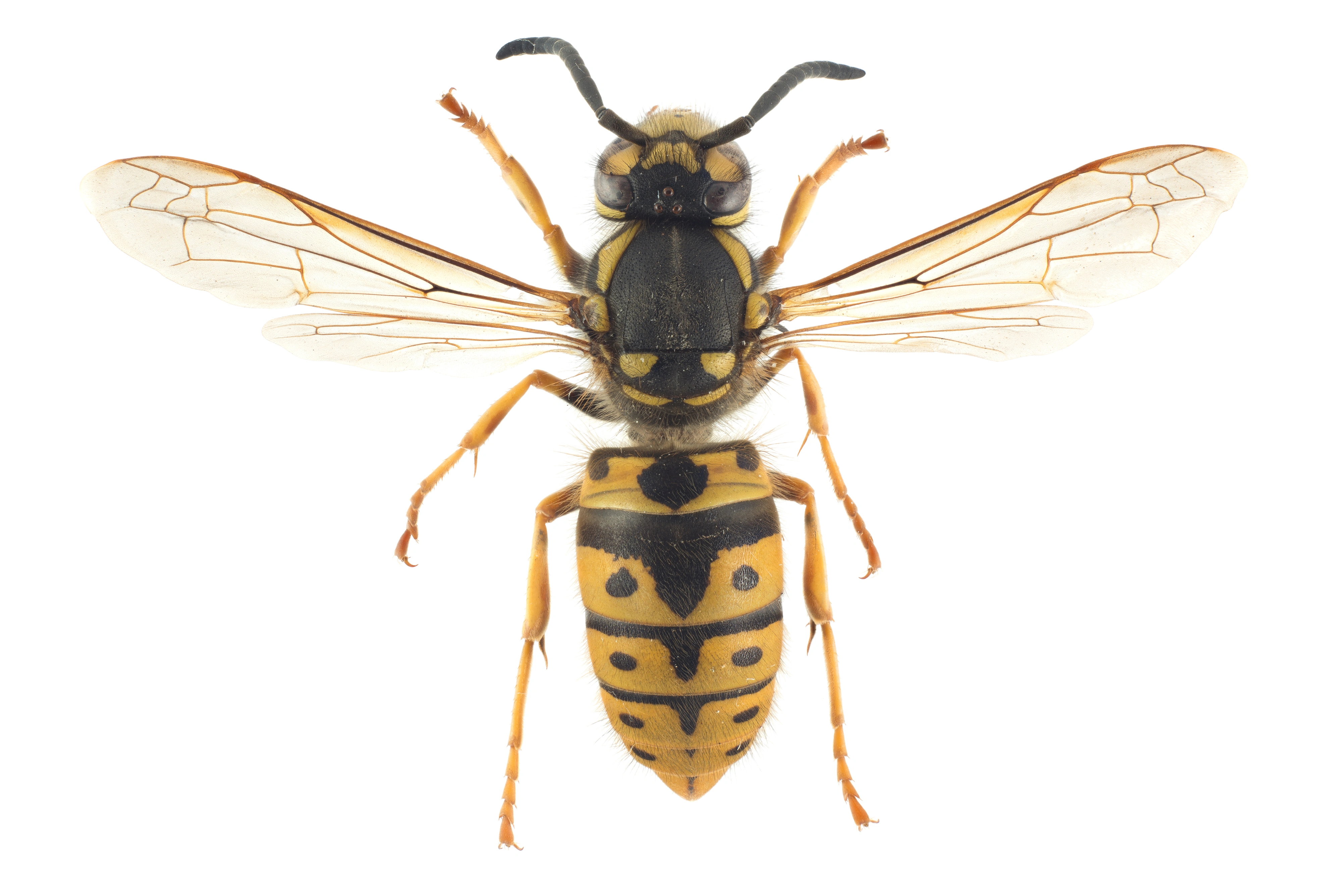 : Vespula germanica.