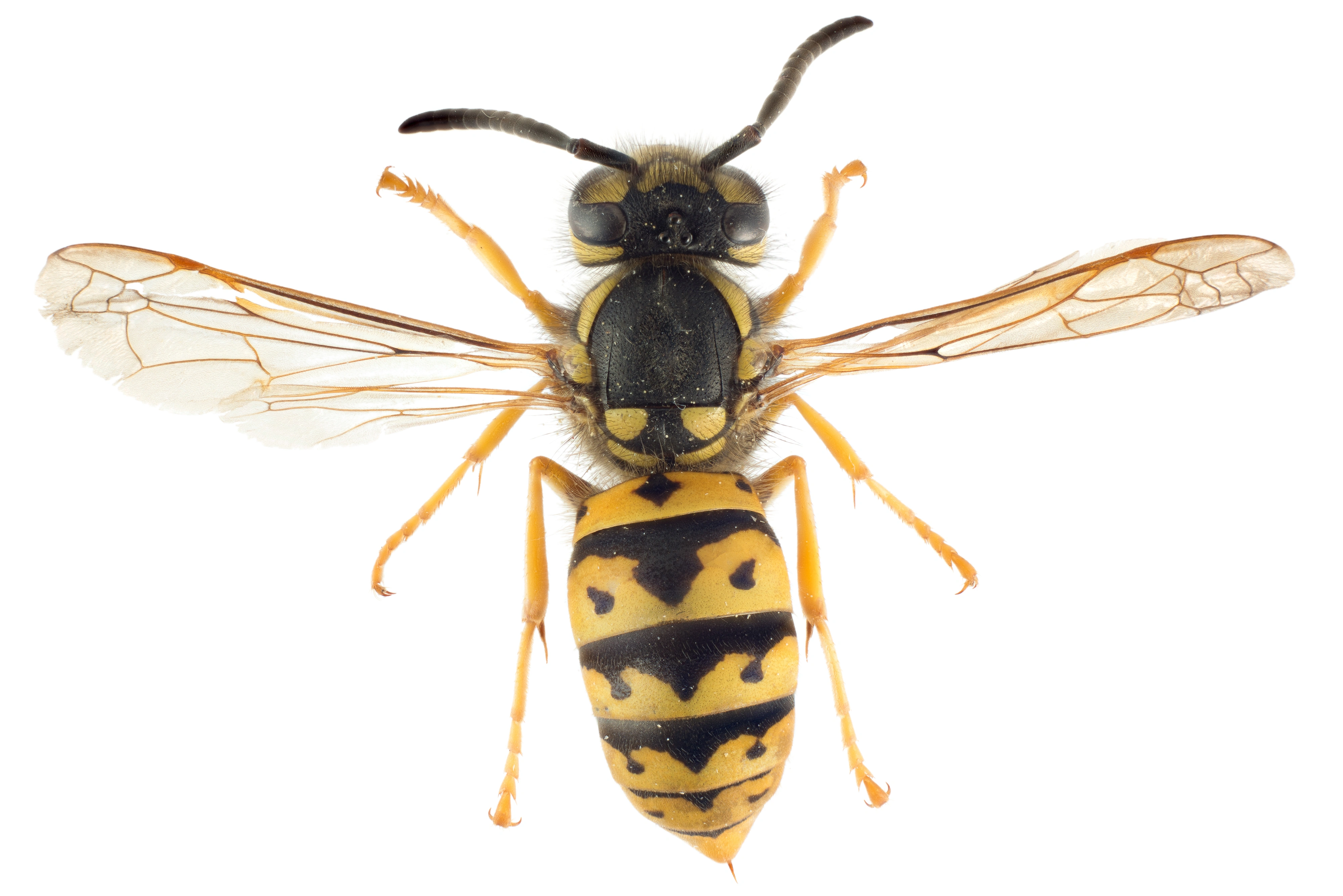 : Vespula germanica.