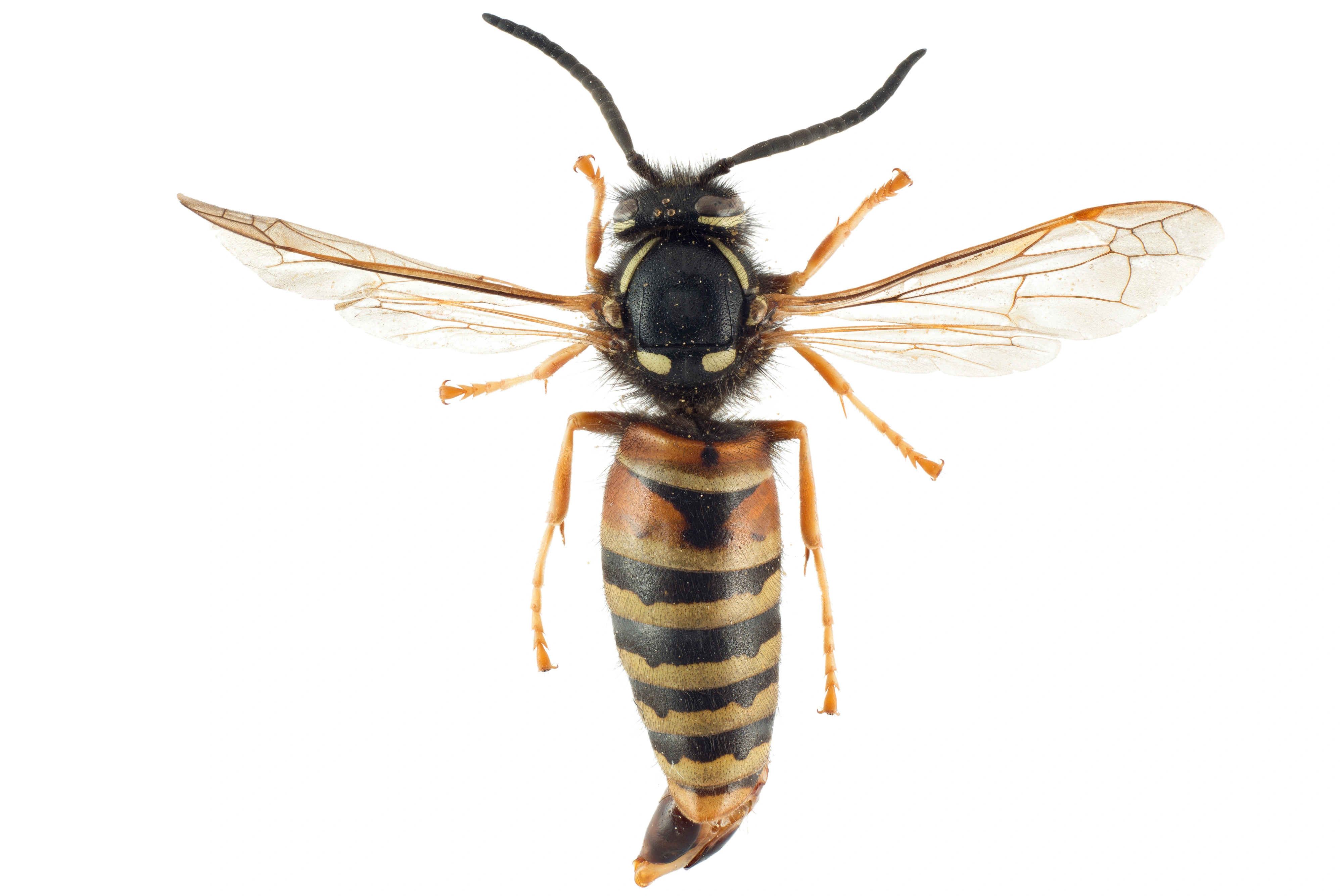 : Vespula rufa.