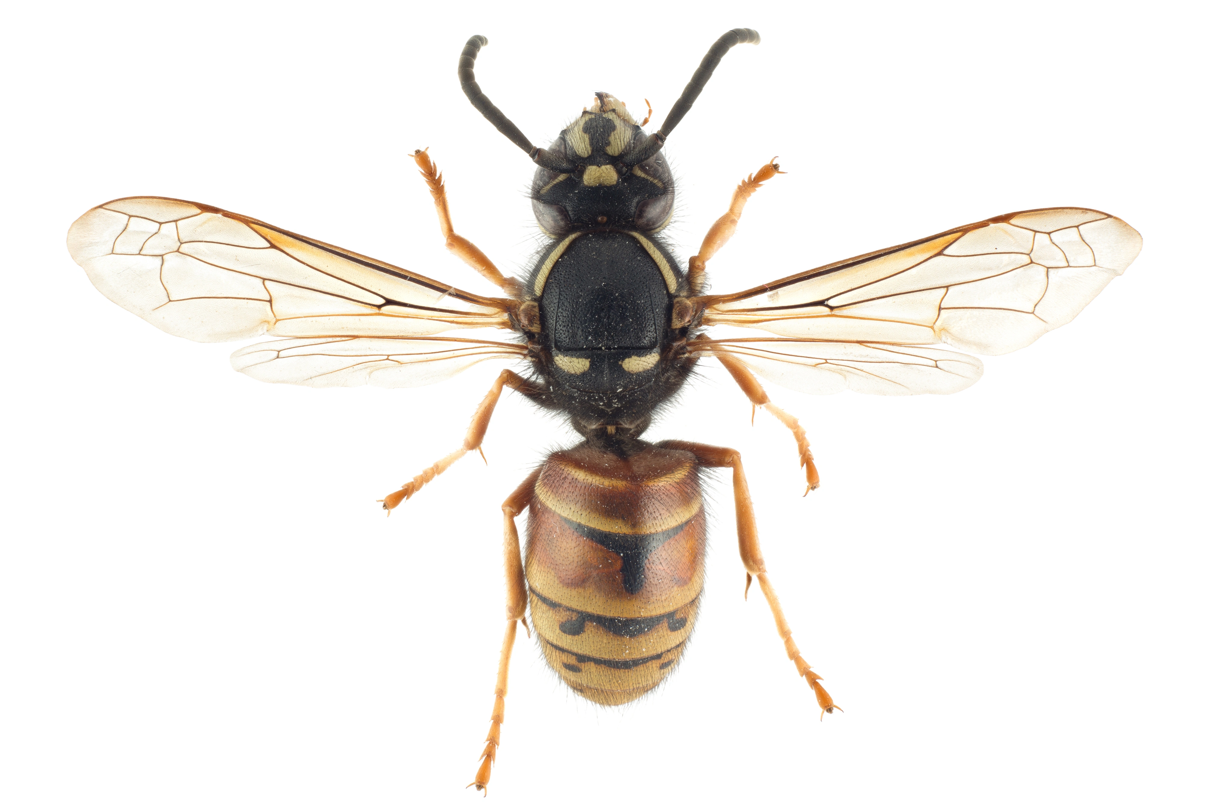 : Vespula rufa.