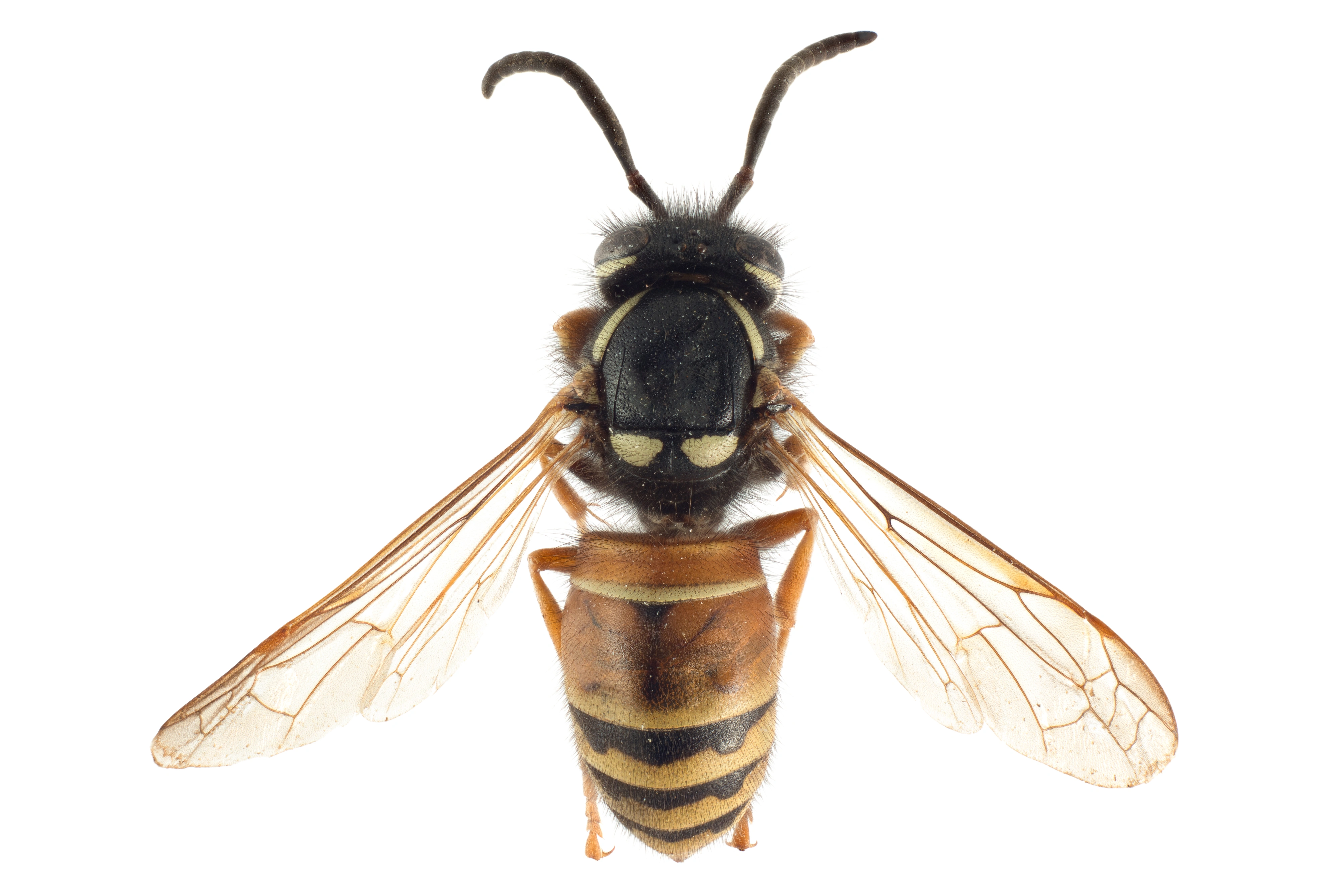 : Vespula rufa.