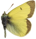 : Colias hecla.