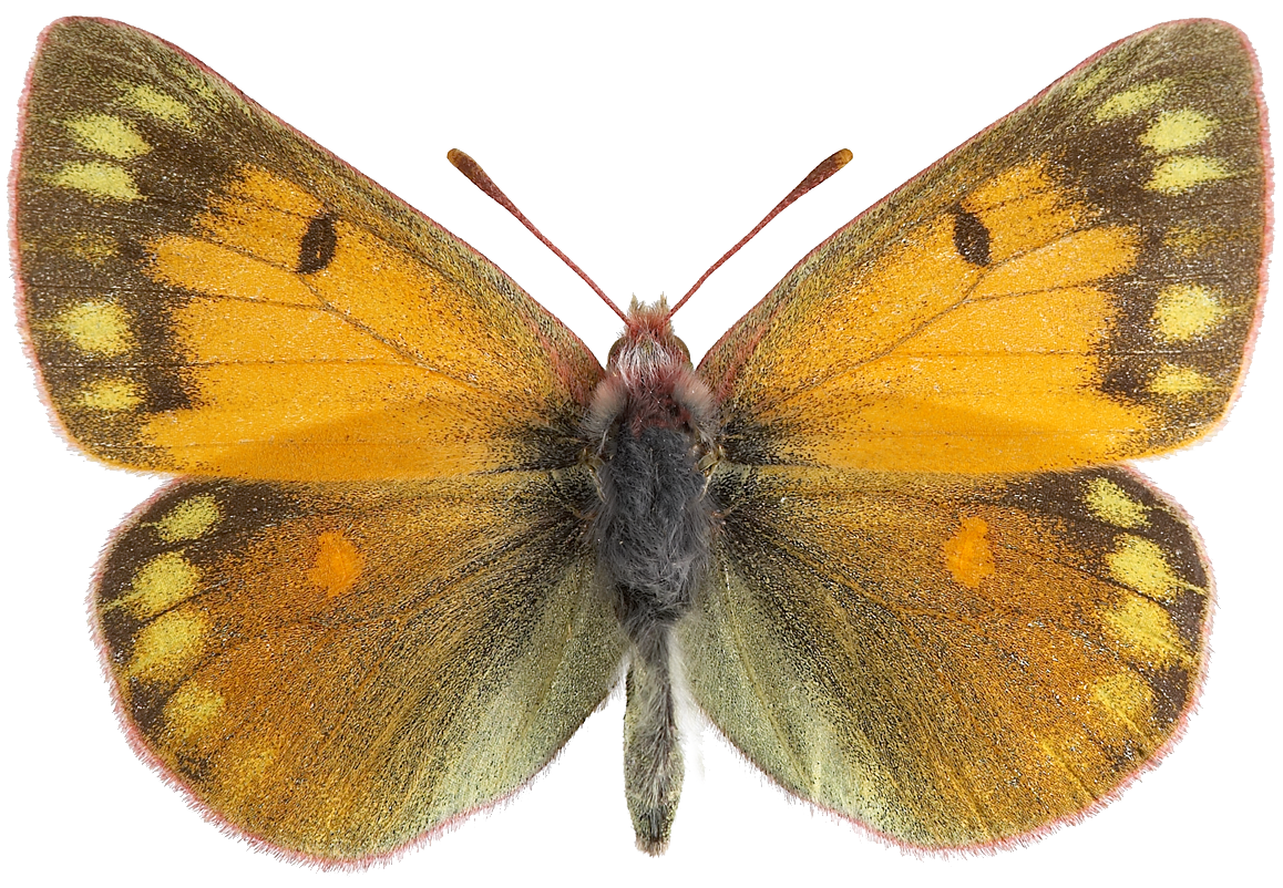 : Colias hecla.