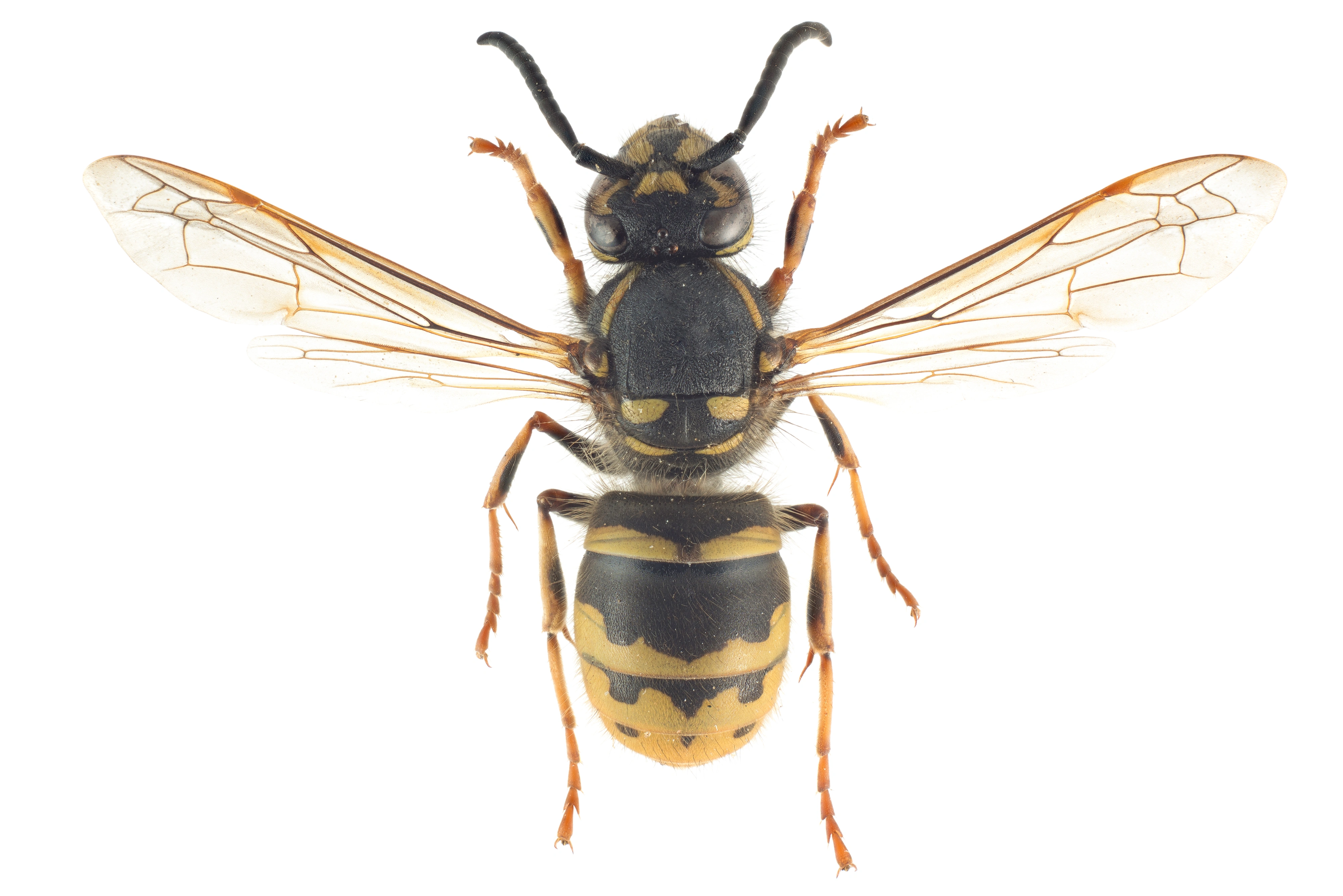 : Vespula vulgaris.